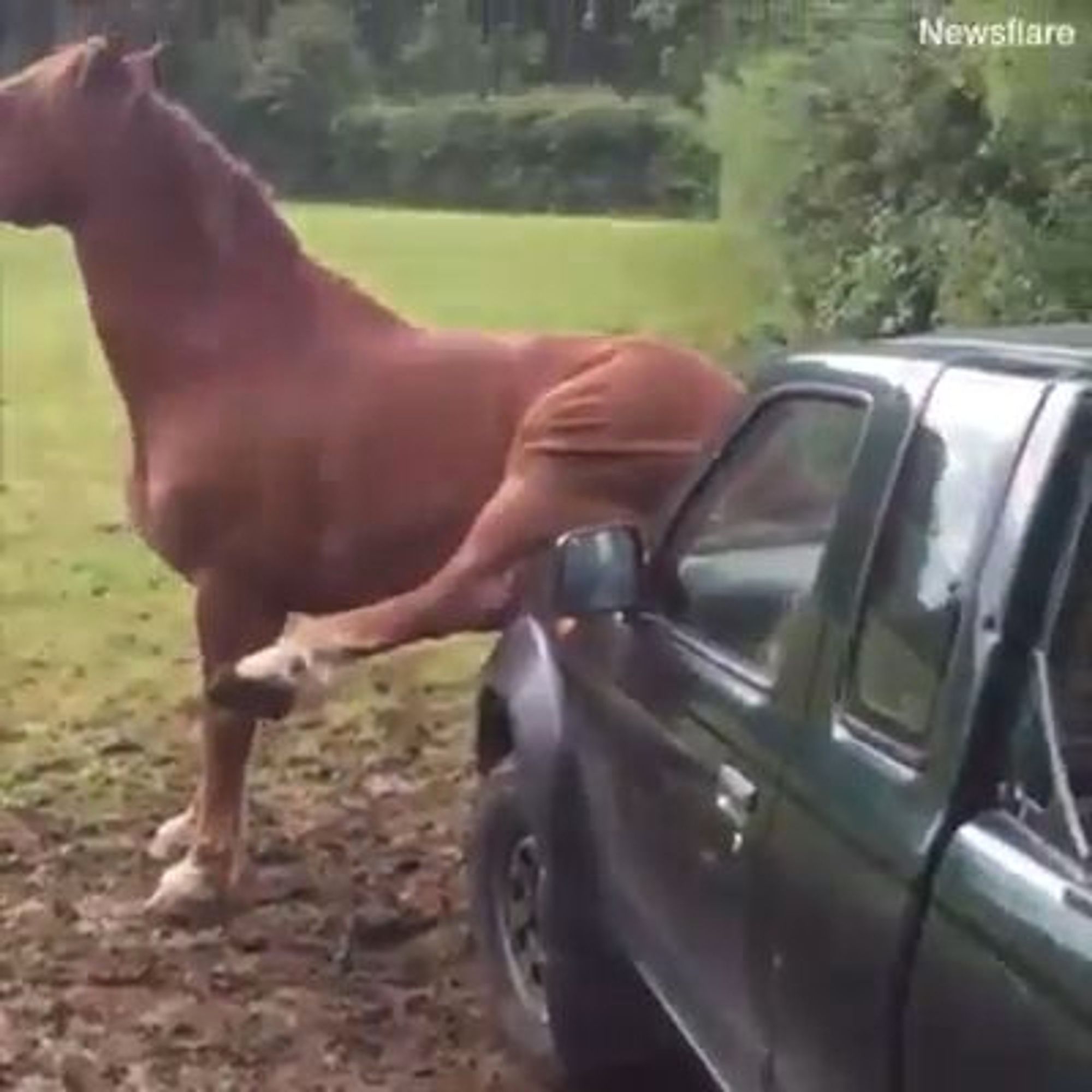 Cheval assis sur une voiture