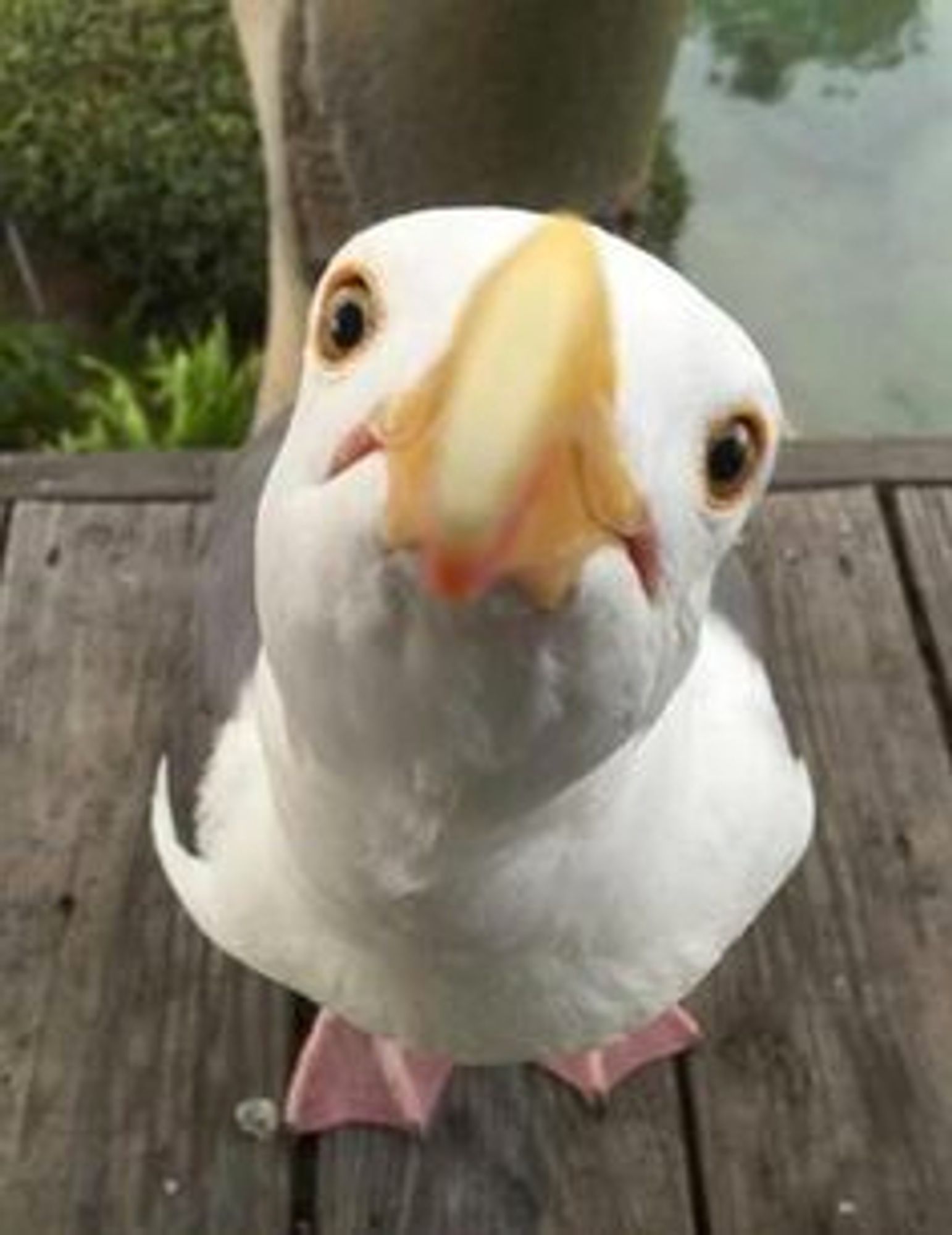 Un oiseau qui a l'air triste