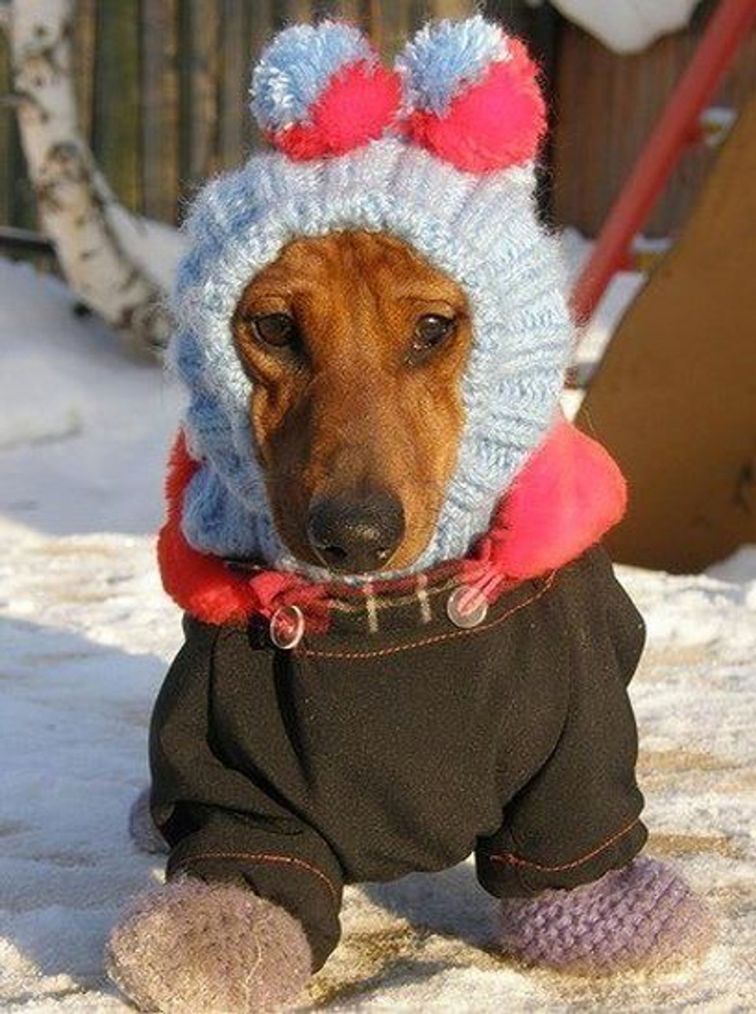 Chien avec un bonnet