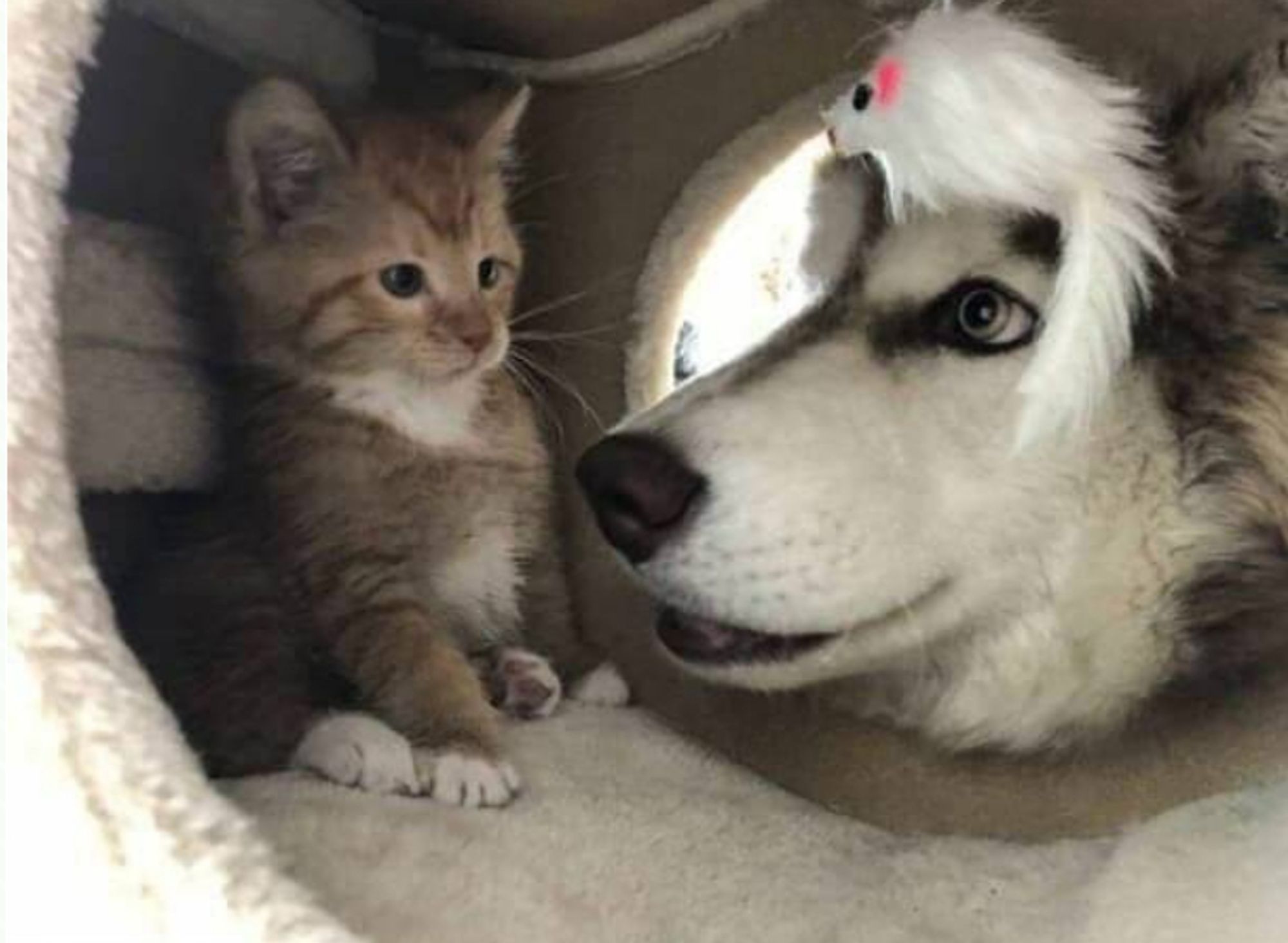 Chien regardant un chat immobile