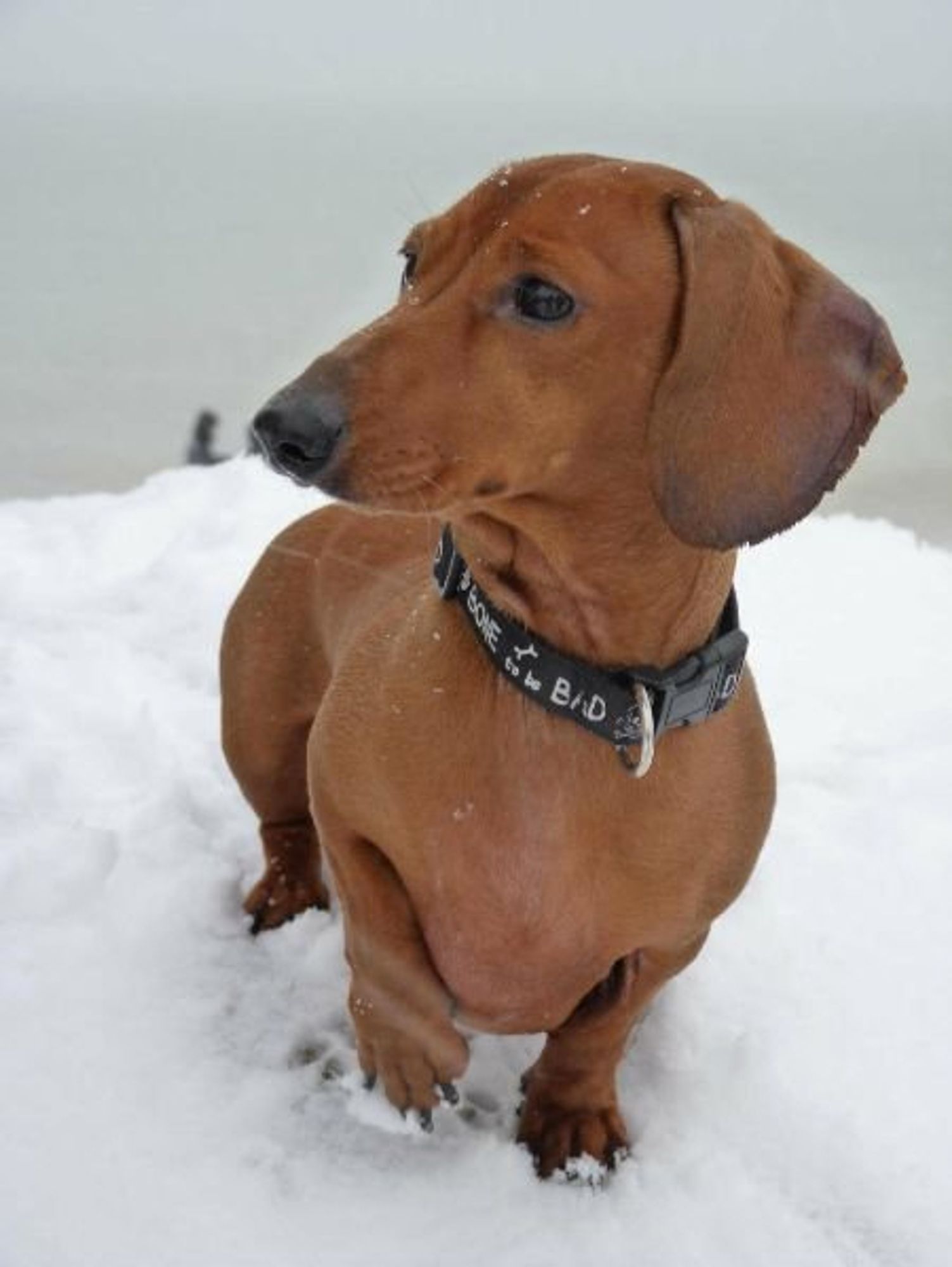 Chien dans la neige