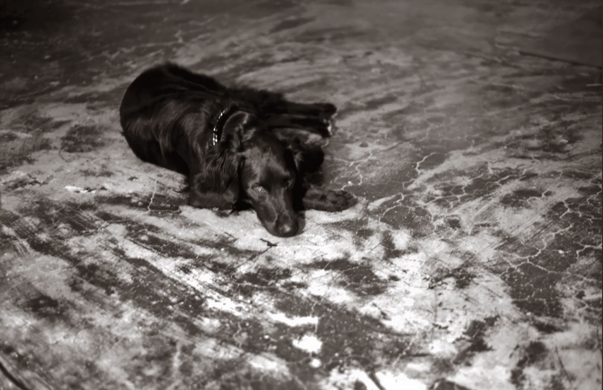 A handsome ad shiny black long-haired dog is lying on a concrete floor that is textured in random tones.