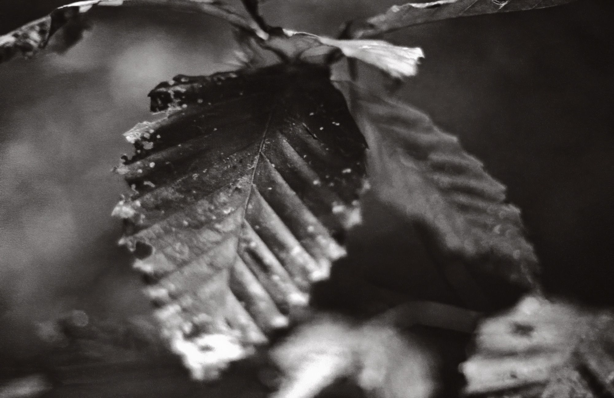 A black and white close up photograph of a leaf dying as fall approaches in Vermont.