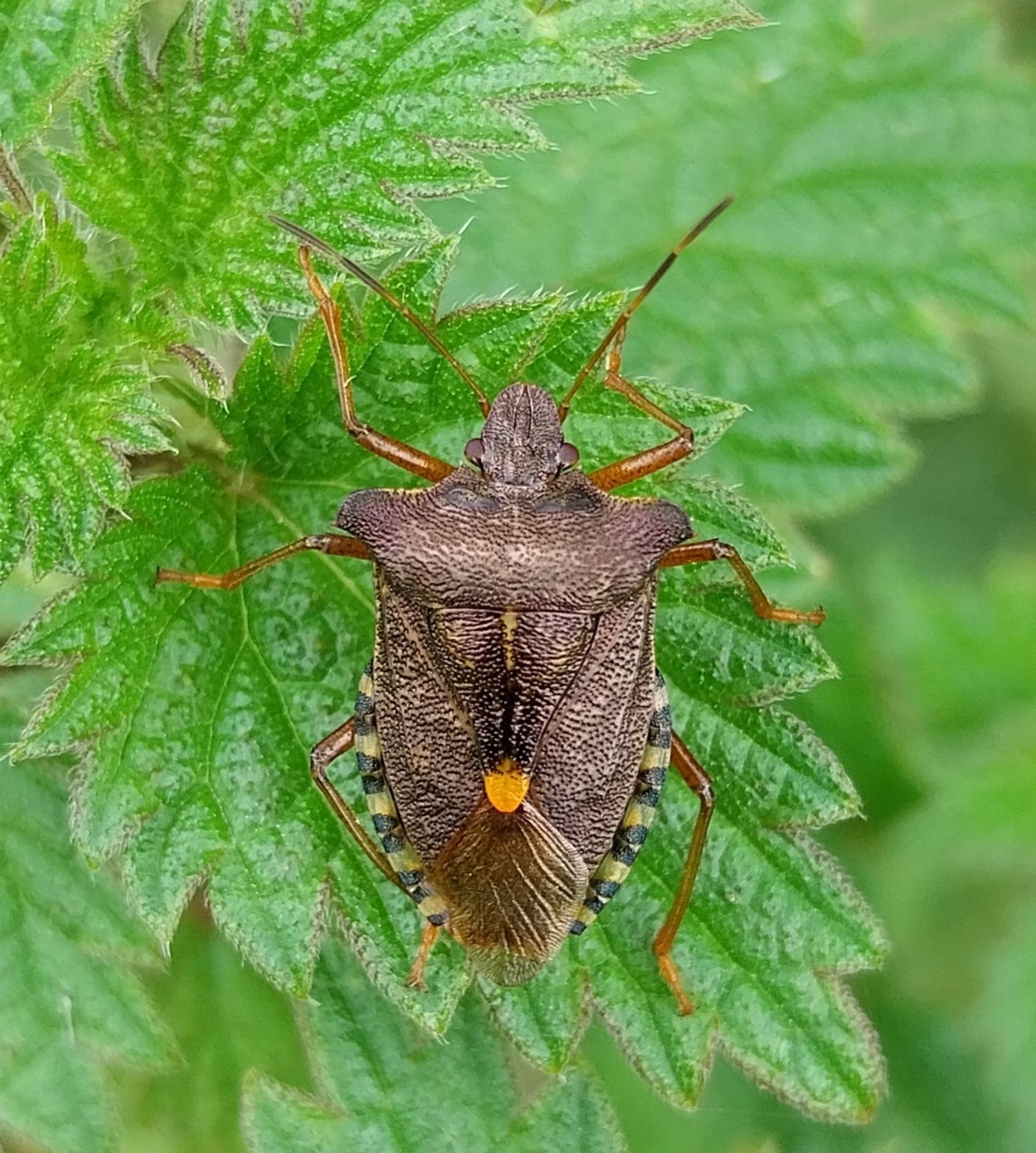 Picture of a bronze coloured insect with reddish legs and a bright yellowish dot in the middle of its wings