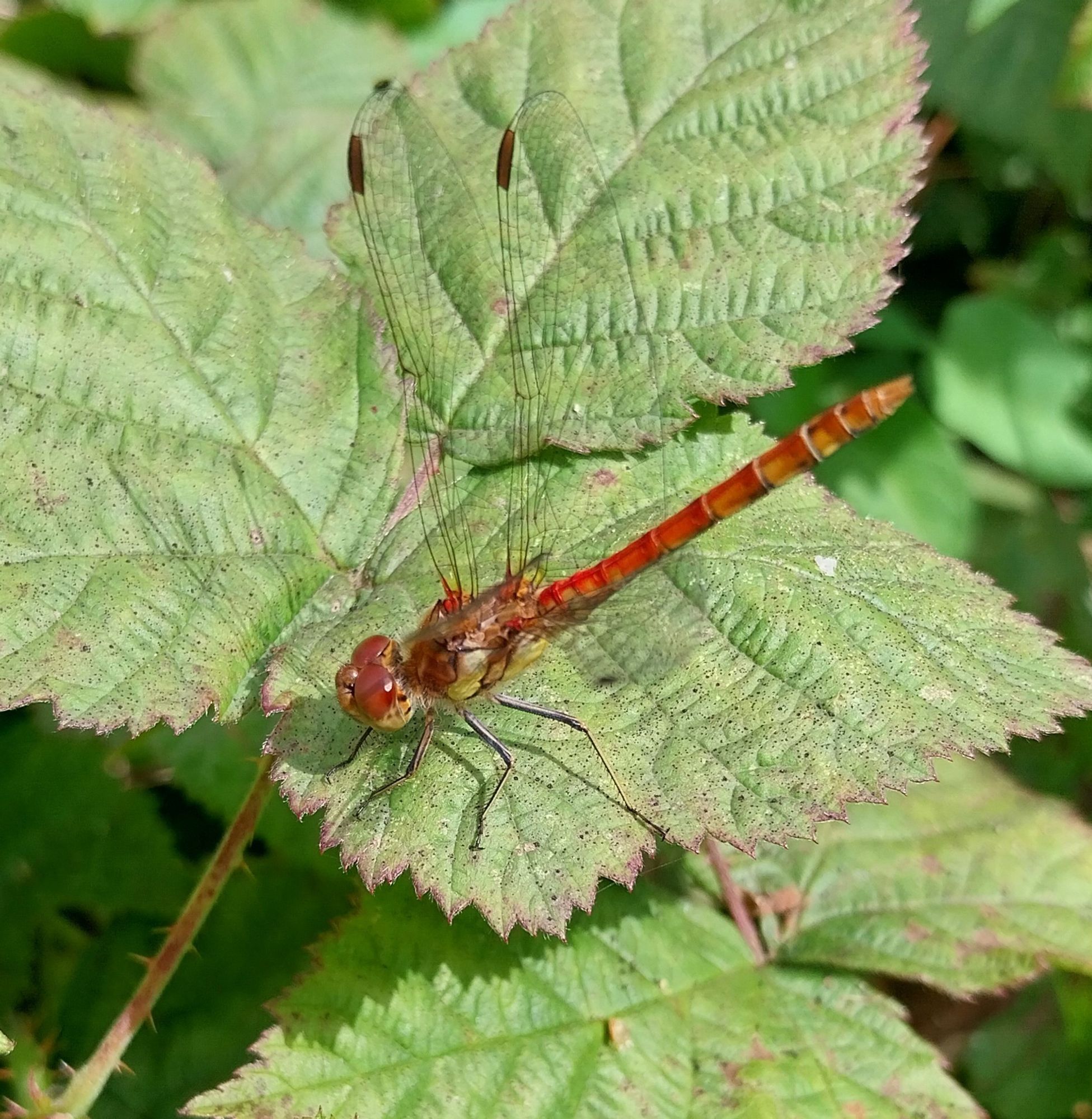 Close-up photo of a medium-sized red dragonfly perched on a leaf.