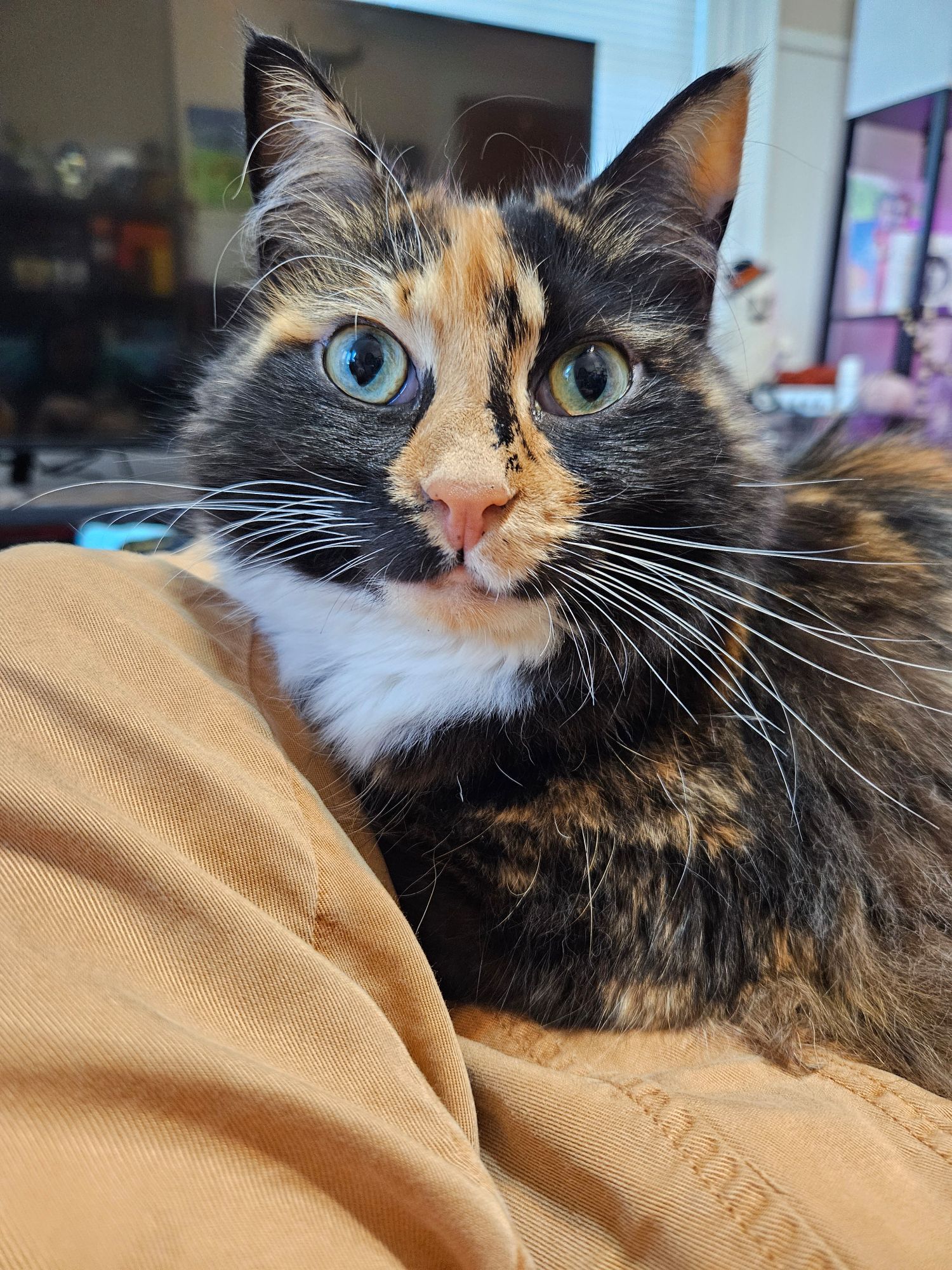 Dahlia the small fluffy calico cat lounges on Rae's lap, looking up with wide and happy yellow-green eyes.