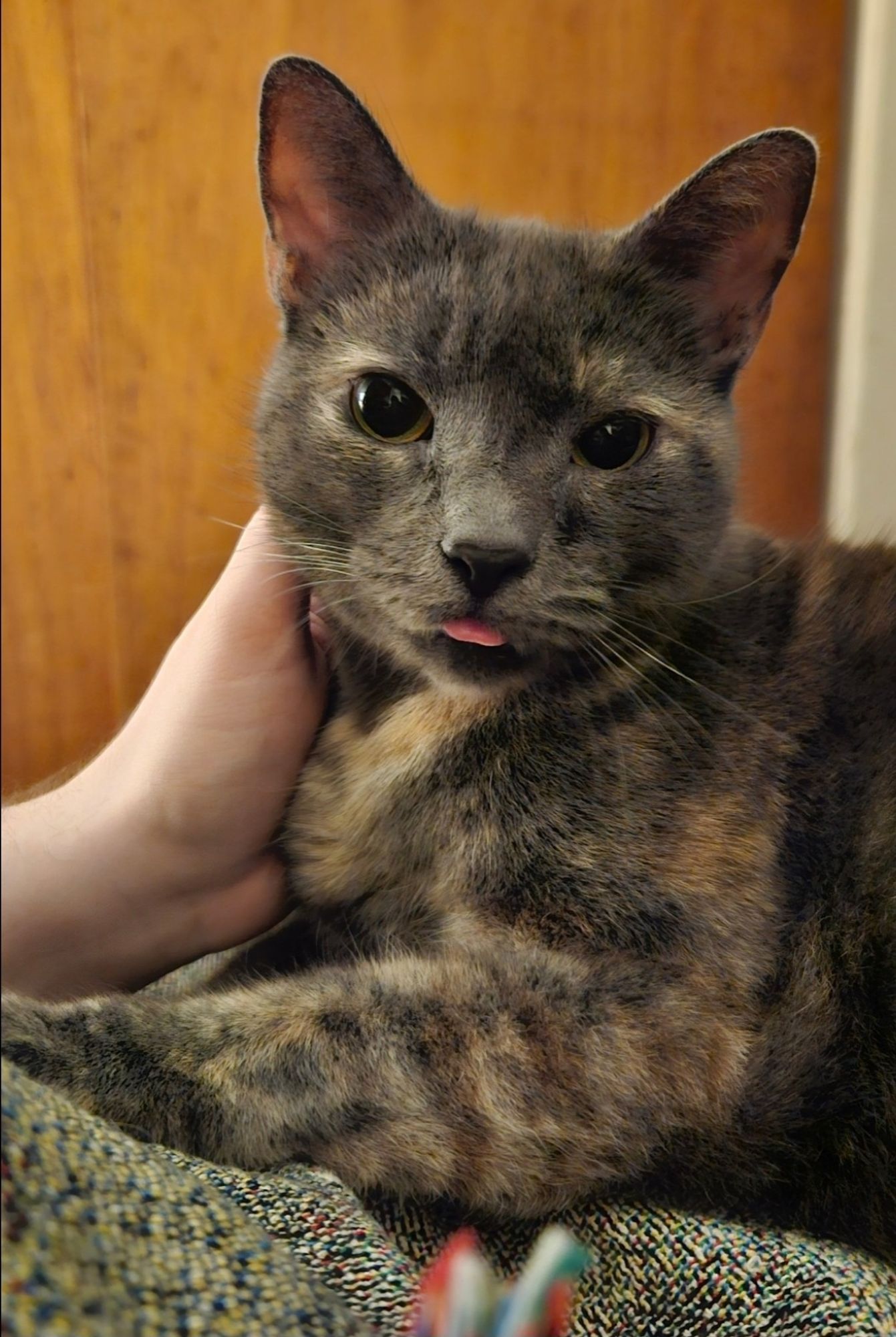 Isis the dilute tortie cat with a small blep