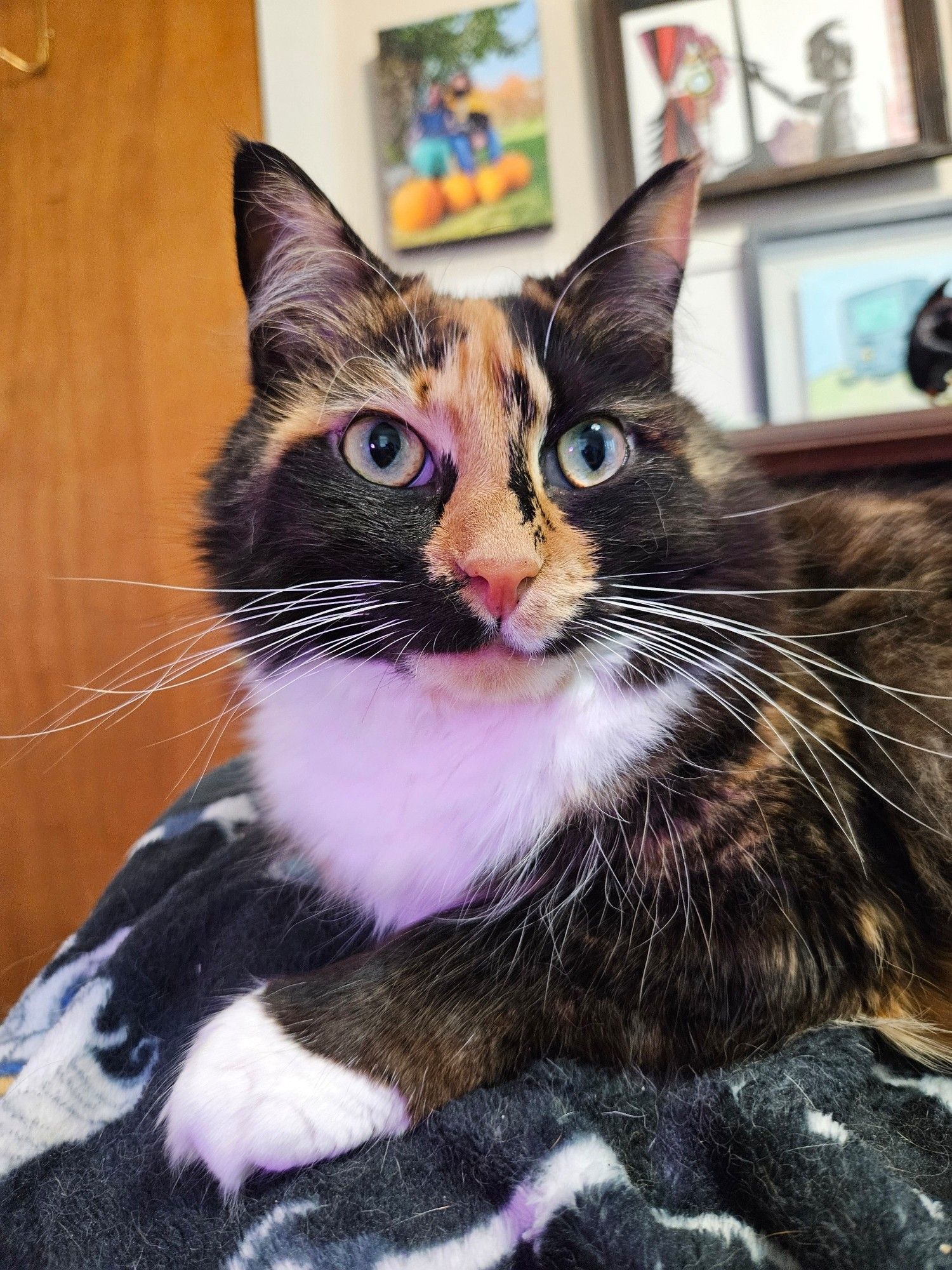 Dahlia the small fluffy calico cat lounges atop the futon. She has yellow green eyes and long white whiskers