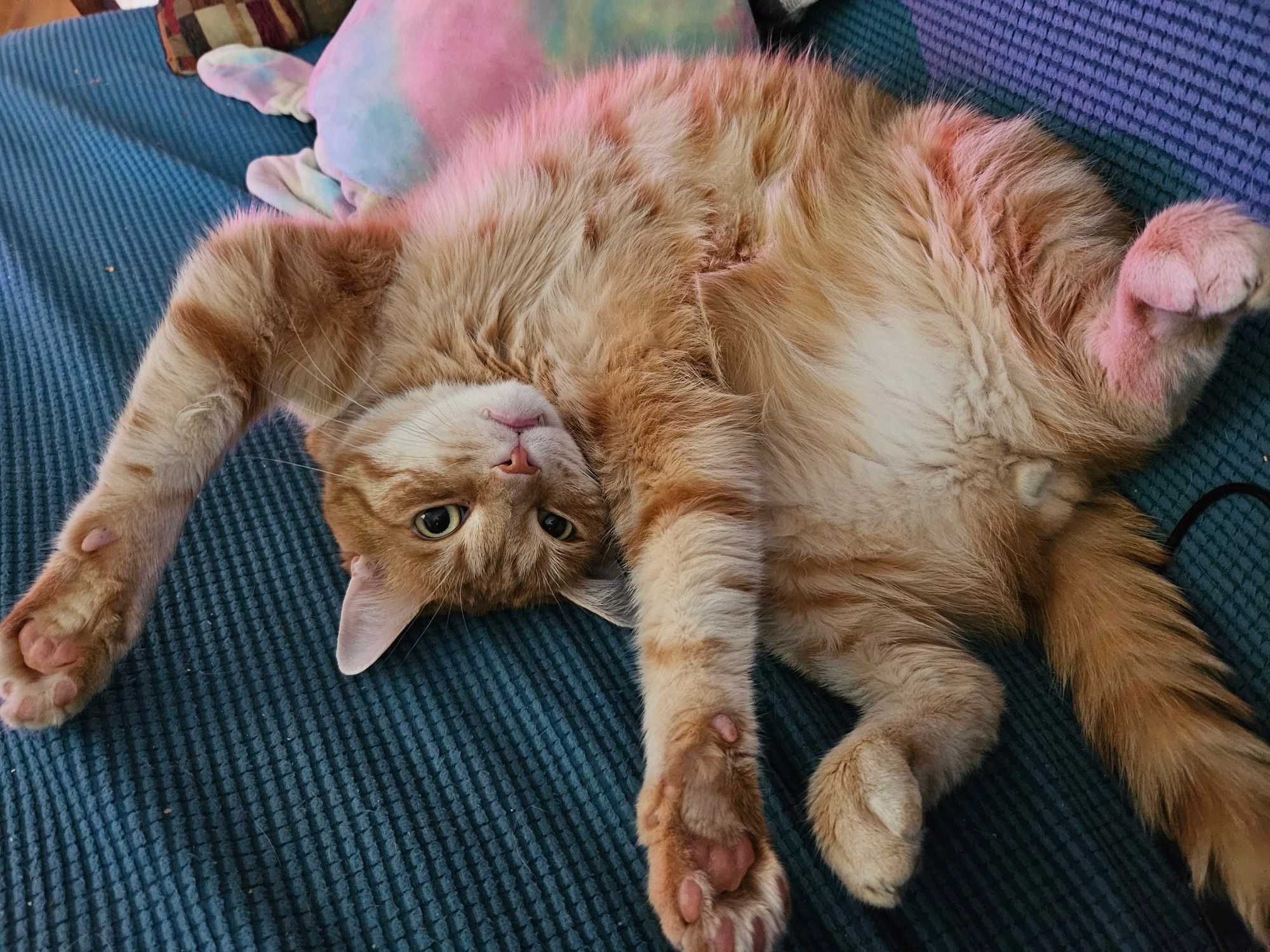 Theoden the large ginger tabby cat lays on his back with his paws stretched out