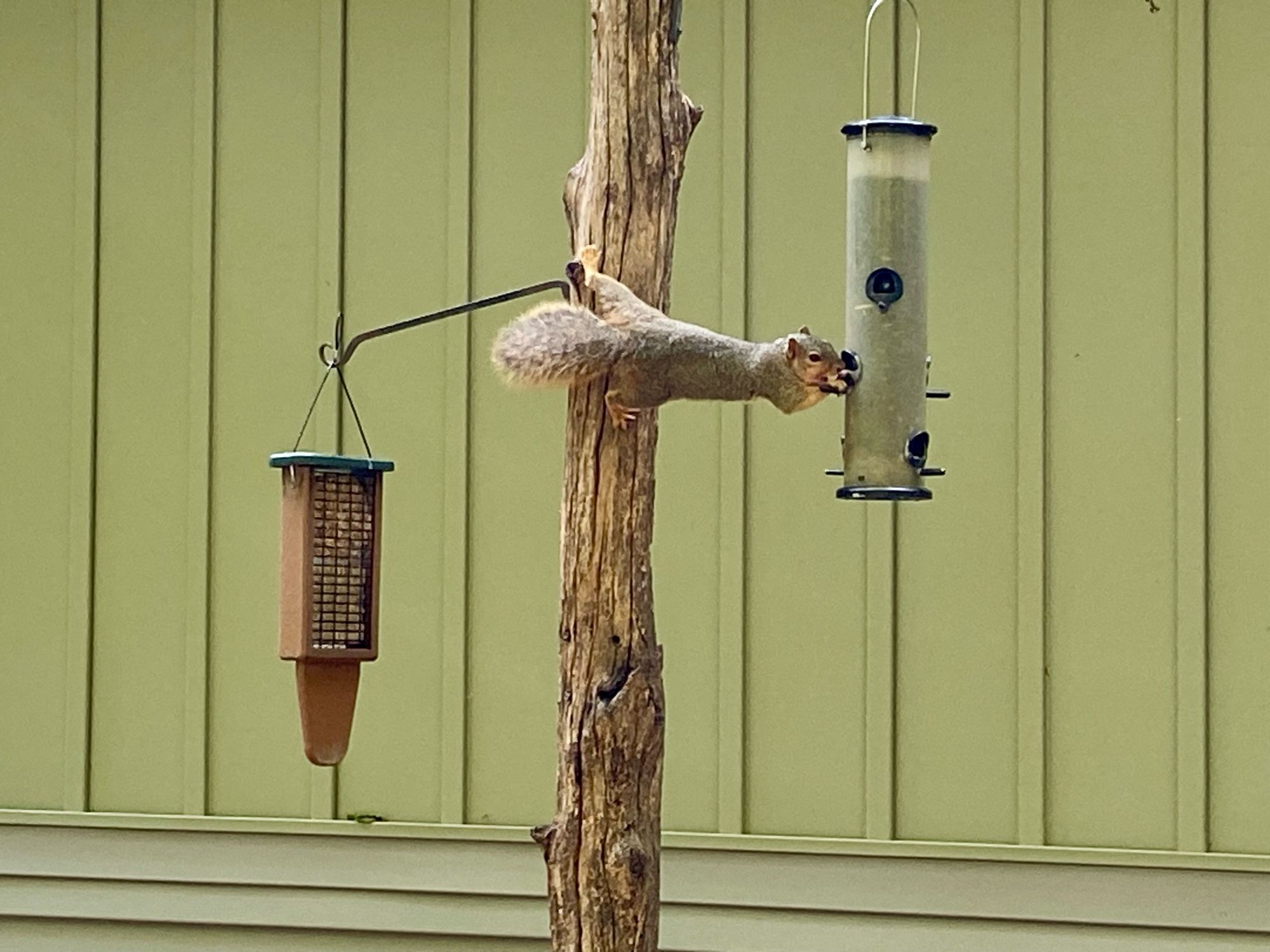 A squirrel uses its awesome physical dexterity to reach from a tree trunk with its feet to a bird feeder with its paws to chow down on the yummy seeds.