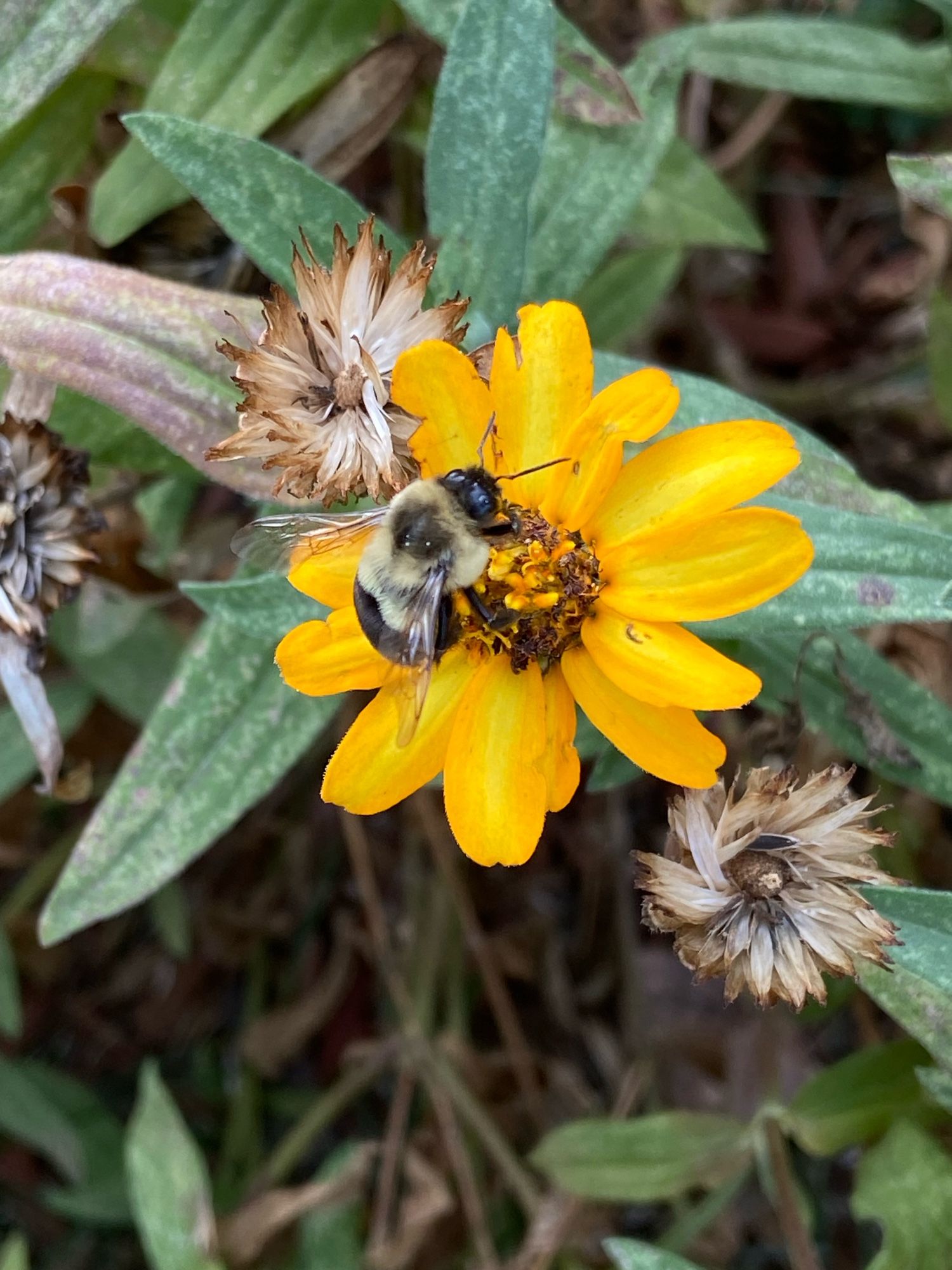 A plump bumblebee right in the middle of a flower, busy collecting pollen or nectar, I forget which. Maybe they collect the nectar and the plant covers them with pollen?