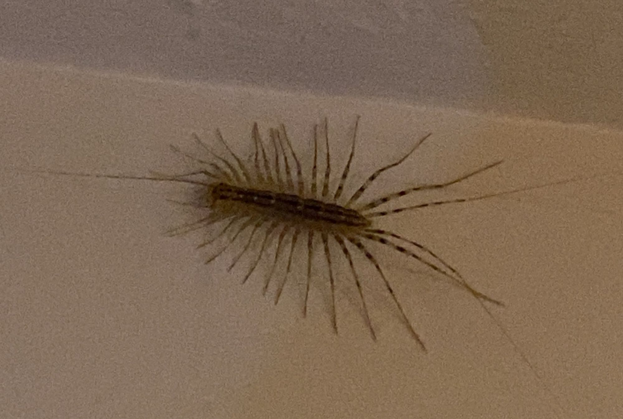 A somewhat spider like insect with about 30 legs. Yowza! And long feelers up front. It is on a wall near the ceiling.