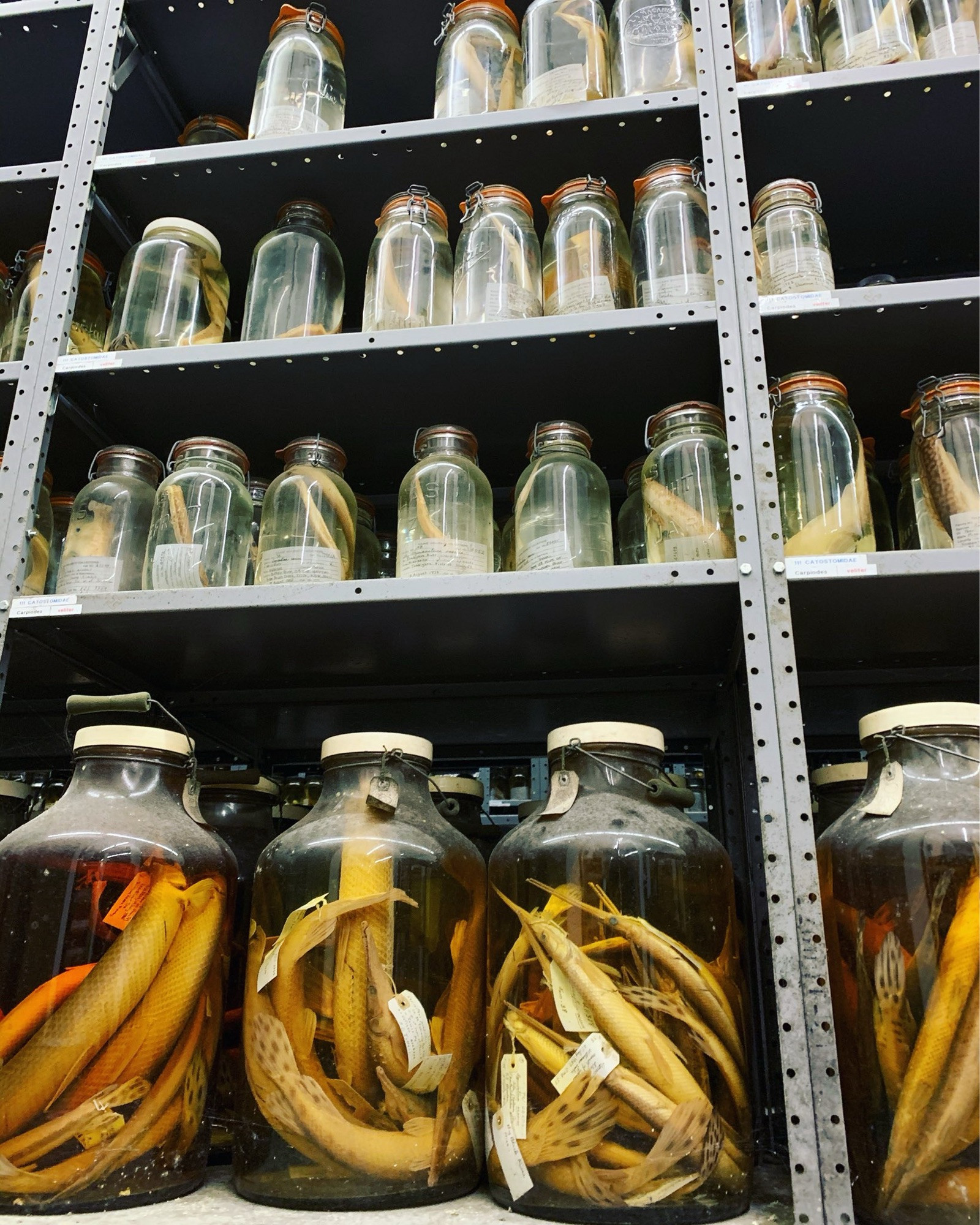 A wall of gars in jars at the Royal D. Suttkus Fish Collection (museum) at Tulane University.