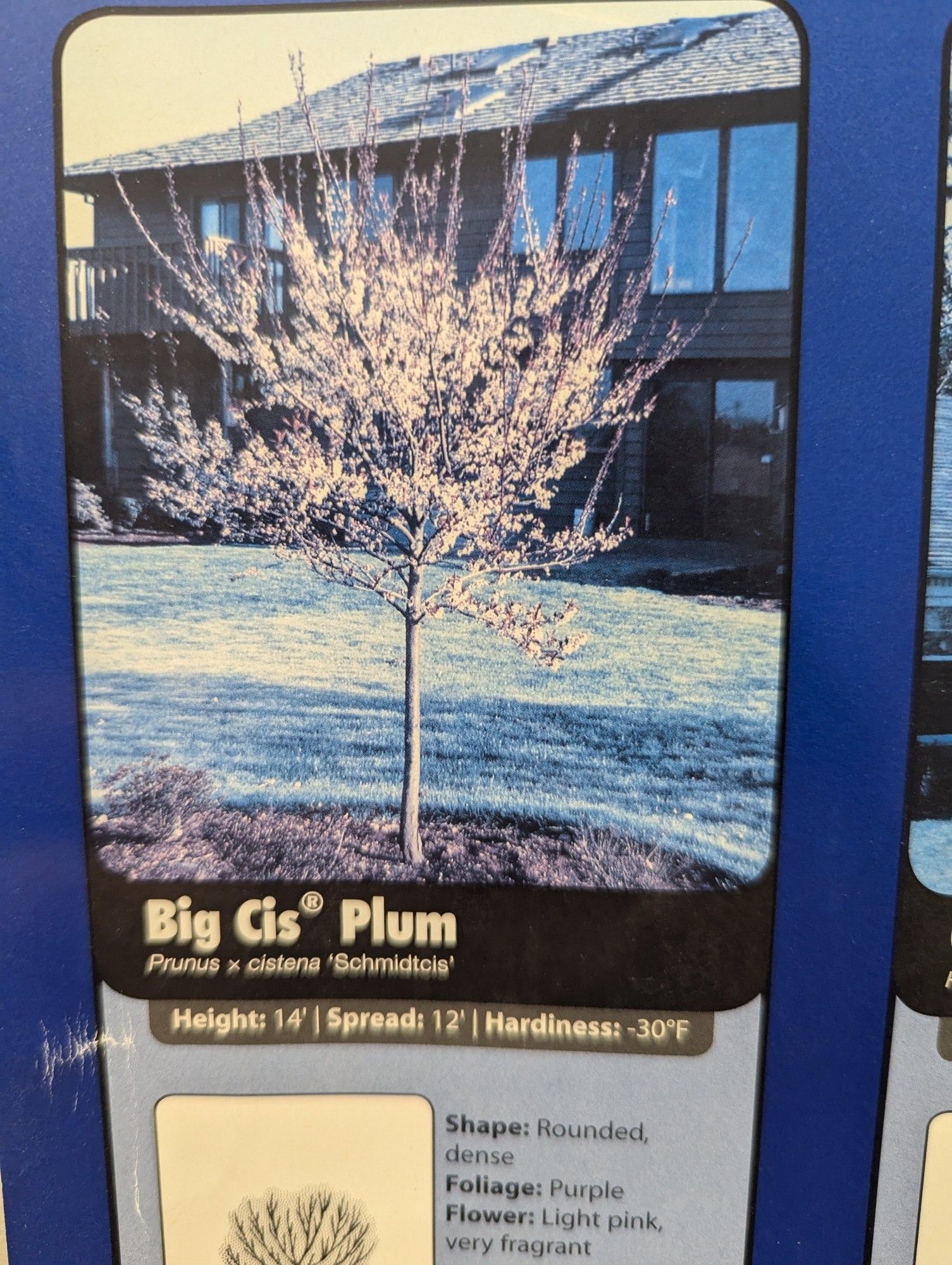 A picture from a tree identification poster of a thin fruit tree identified as a Big Cis® Plum tree