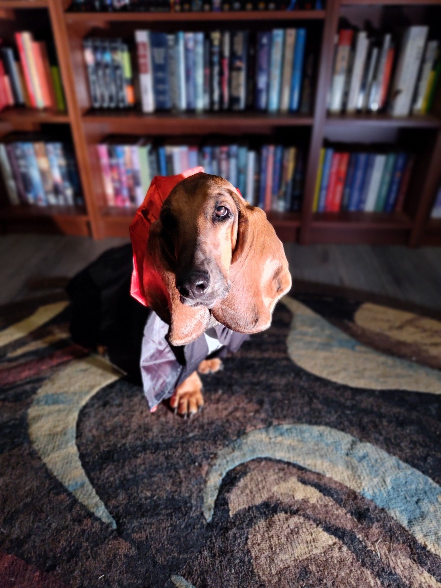 A basset hound in a black cape with a flared red collar.