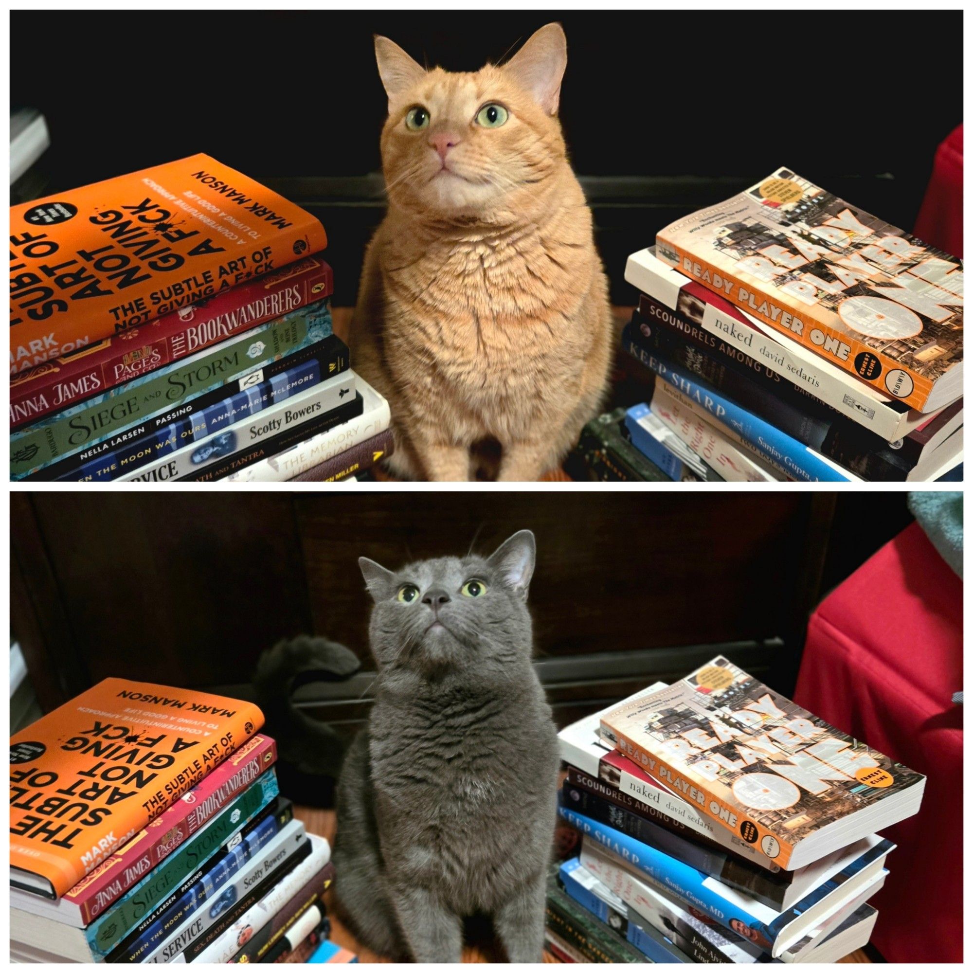 This image features two separate photos of cats sitting among stacks of books. The top photo shows an orange tabby cat surrounded by books, including titles like "The Subtle Art of Not Giving a F*ck" and "The Book Wanderers." The bottom photo depicts a gray cat in a similar setting, with many of the same book titles, such as "Ready Player One" and "Scoundrels Among Us." Both cats are looking upward, with an expression of curiosity.