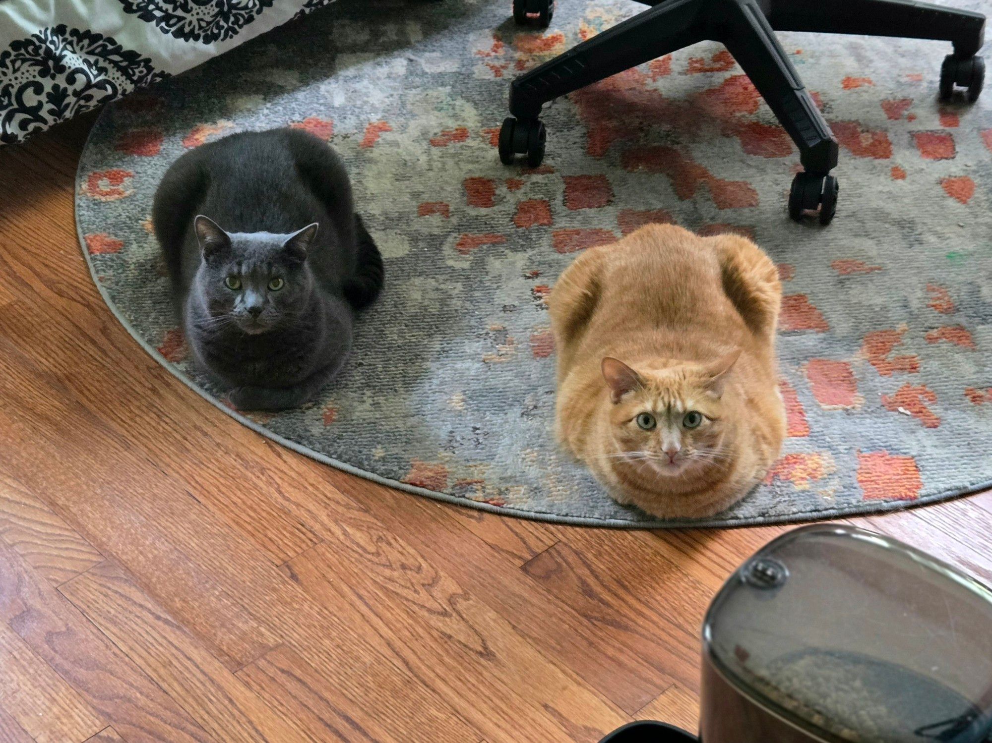 The image shows two cats sitting on a patterned rug in a room with hardwood floors. The cat on the left is dark gray, while the one on the right is orange. Both cats are in a loaf position, facing forward with their paws tucked under their bodies, and they are looking directly at the camera. In the foreground, part of a black office chair and what appears to be an automatic pet feeder are visible.