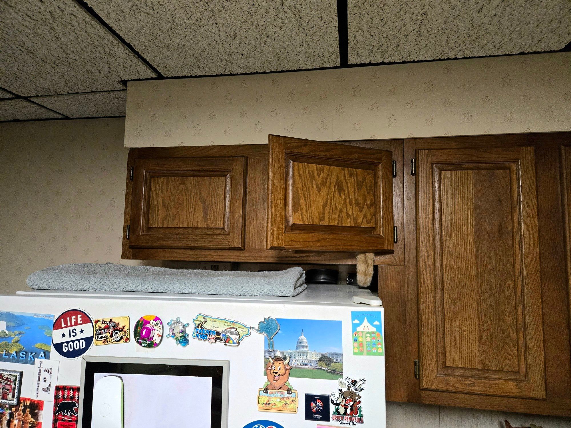 The image shows the top section of a refrigerator adorned with various magnets, including one that says "Life is Good." Above the refrigerator, there are wooden kitchen cabinets, one of which is partially open. A small section of a cat's tail is visible hanging out from the open cabinet, suggesting that the cat is hiding inside.