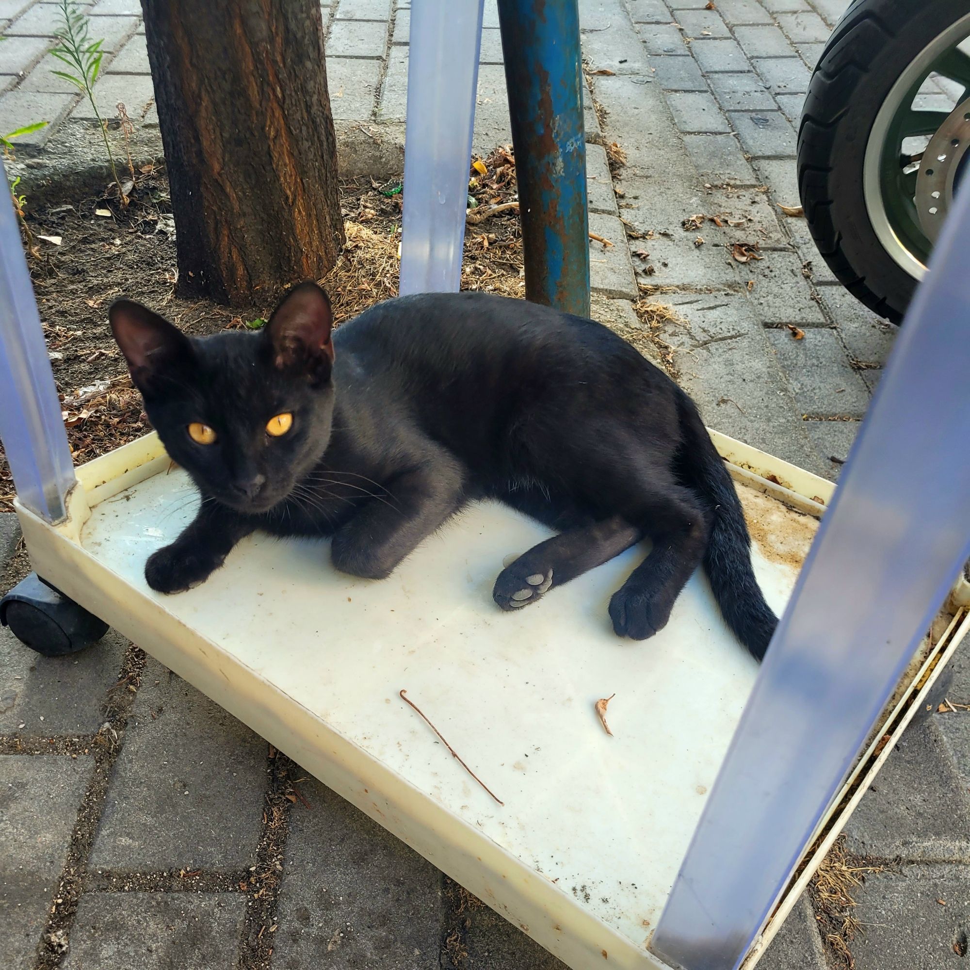 stupid ass cat sitting in tray