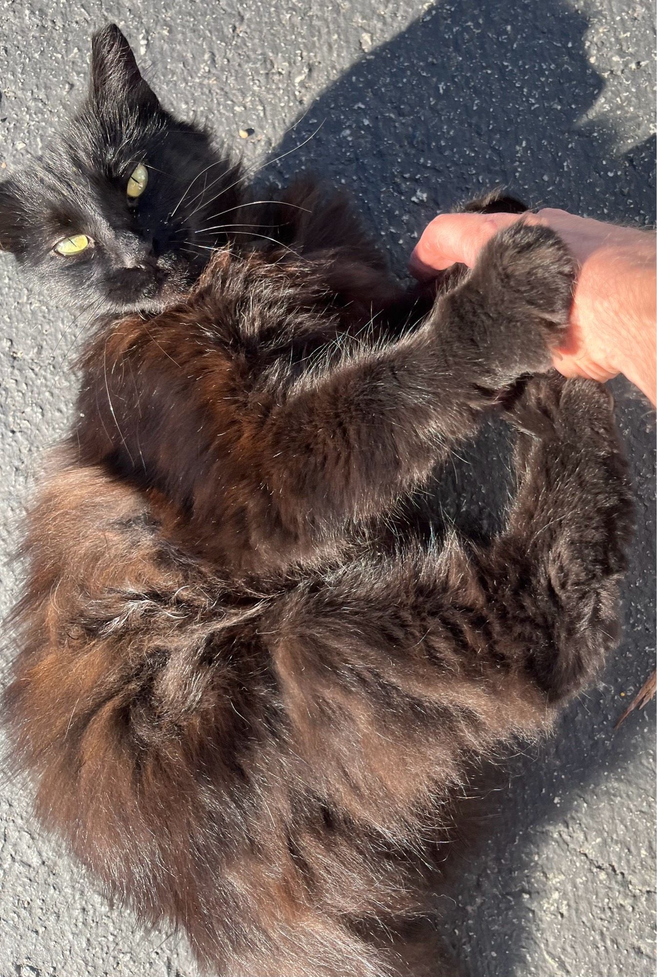 A fluffy black cat lays in the sun on asphalt