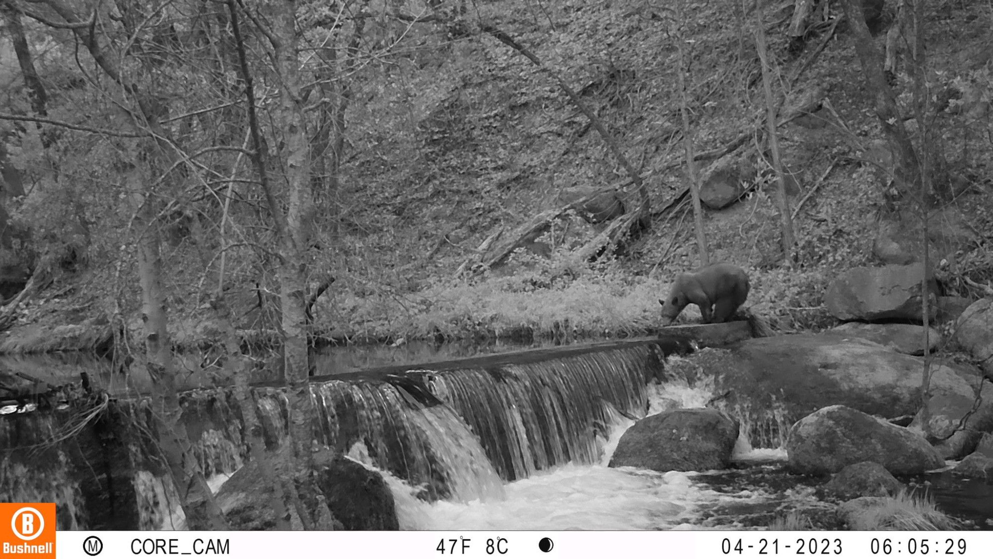 black and white photo of a bear standing on a rock next to a river and waterfall. trees and vegetation on sloped terrain in the background