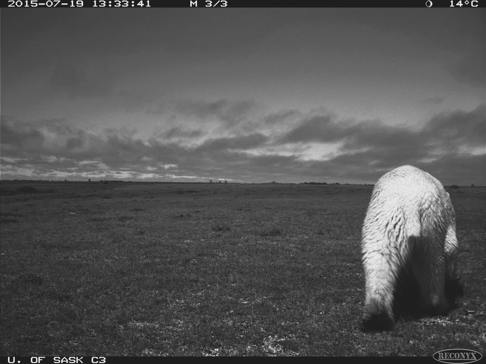 a bear walks away from the camera on the flat ground, so all you can see is a bum and hind legs. background is flat earth with grass, a horizon line, and some clouds in the sky