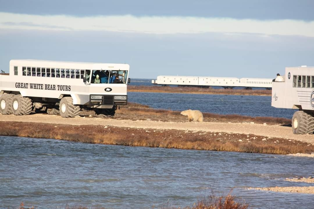 A polar bear walks between two tundra buggy vehicles, with water in the foreground and background, and a tundra buggy hotel/lodge all the way in the back