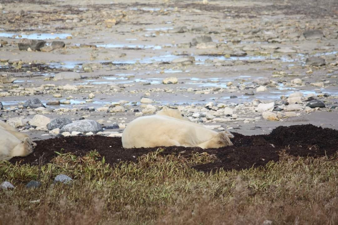 Proof of life for this guy, peeking his head up finally (neither of them moved much). He's looking back at us as if to say "You're still here? Ugh."

Polar bear lying in a 'kelp' bed on the rocky shore