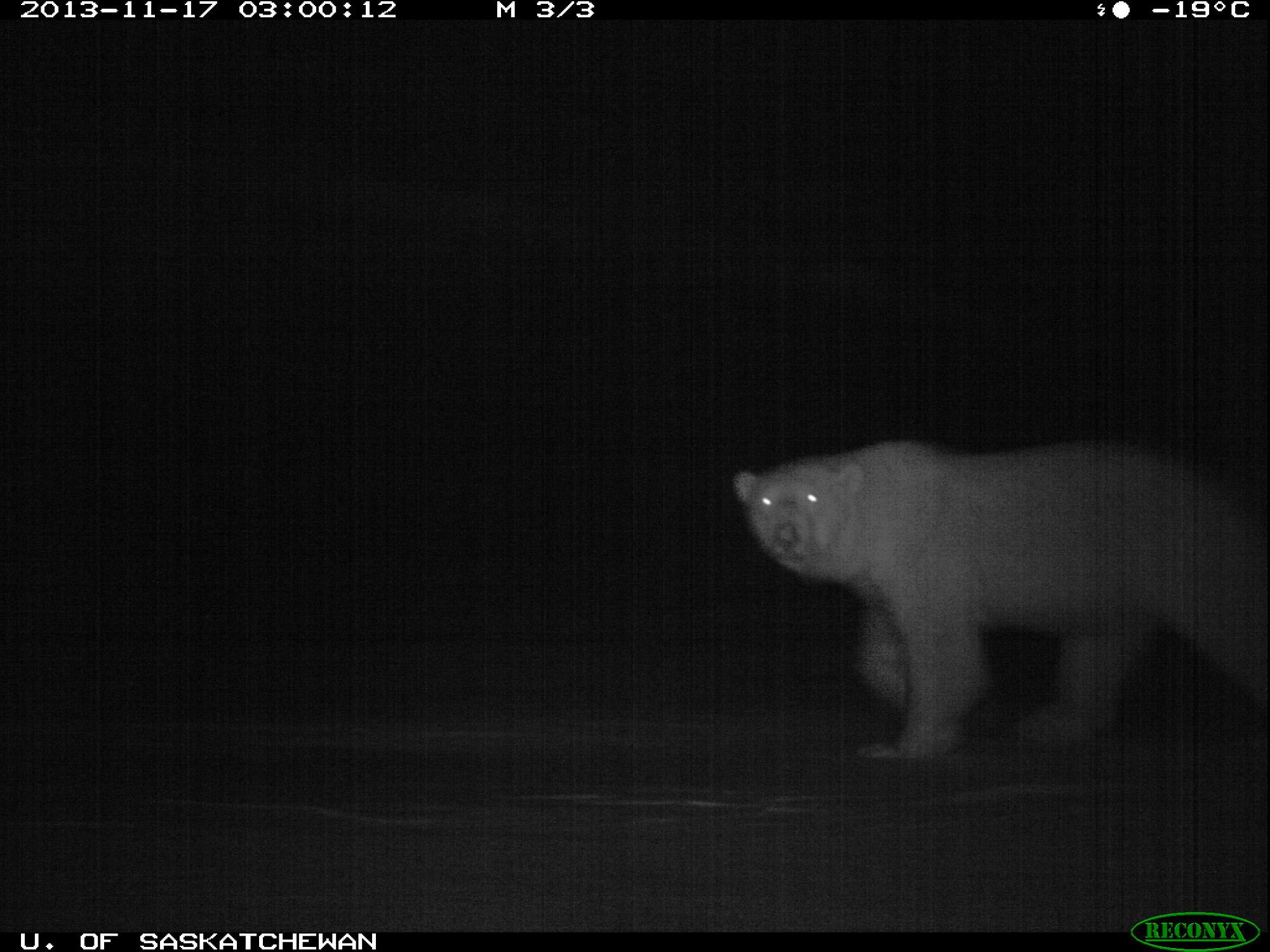 black and white trail camera photo of a bear against a dark background, walking on a flat surface, the bear's eyes are glowing as it looks right at the camera