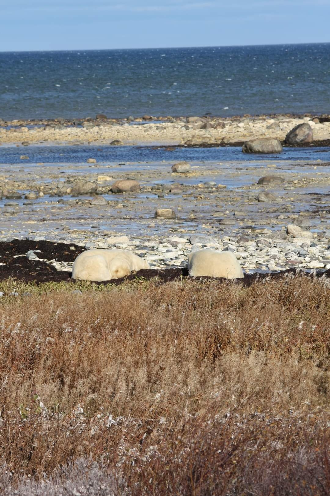 Two polar bears sleeping on a 'kelp' bed on the rocky shore, Hudson Bay in the far background 