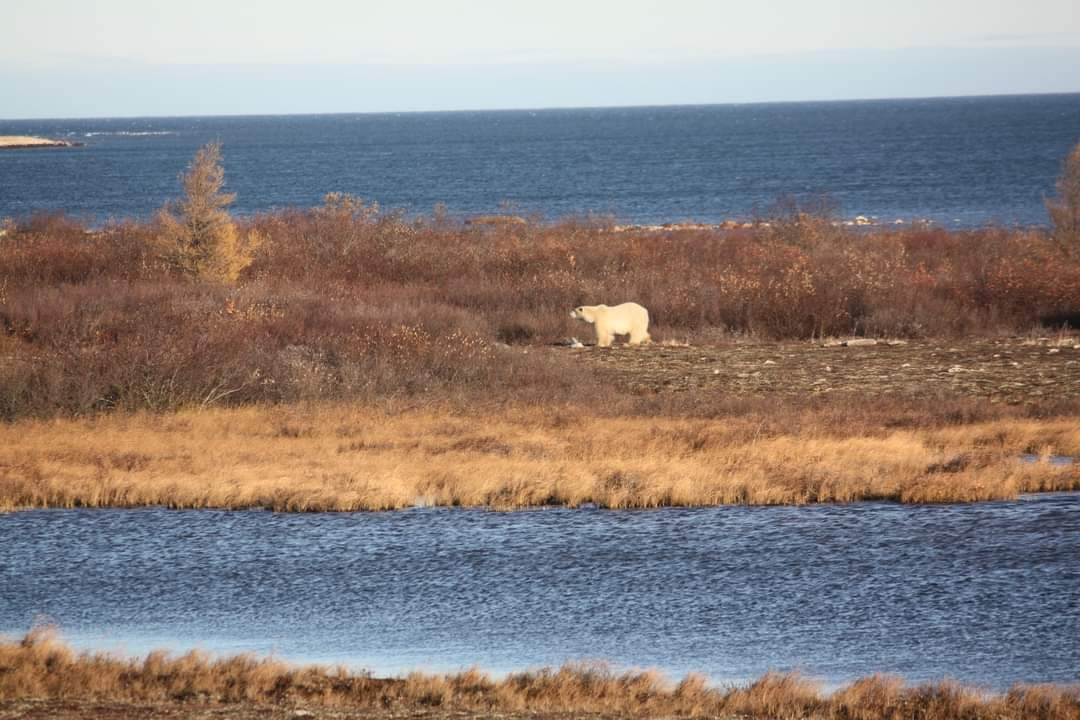 A polar bear walks on the tundra, with browned willows behind it, water in the foreground and background