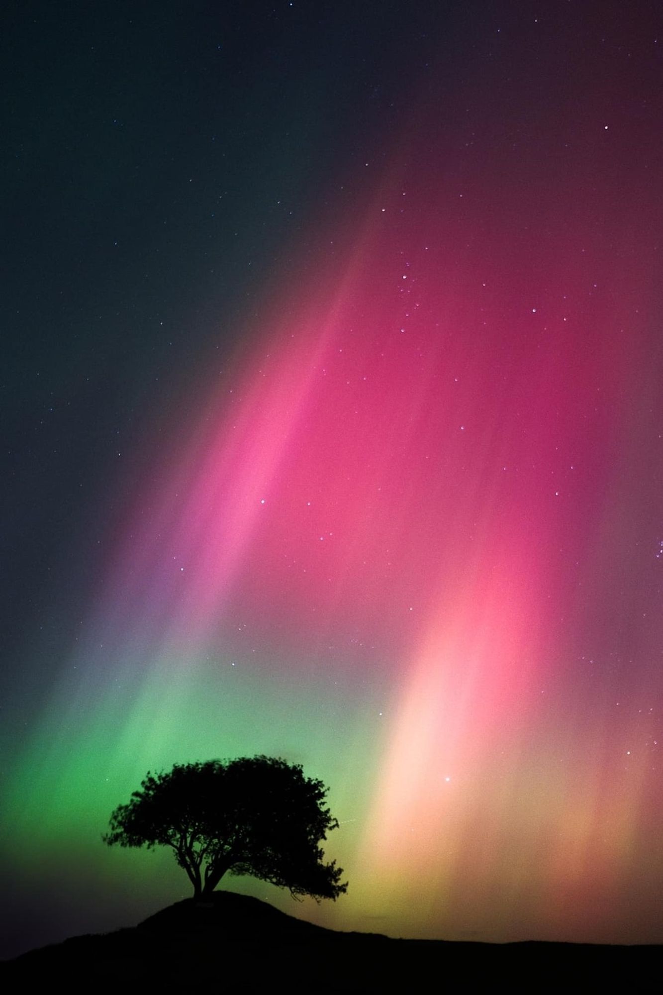 green and magenta aurora shining down on the silhouette of a tree on a hillock