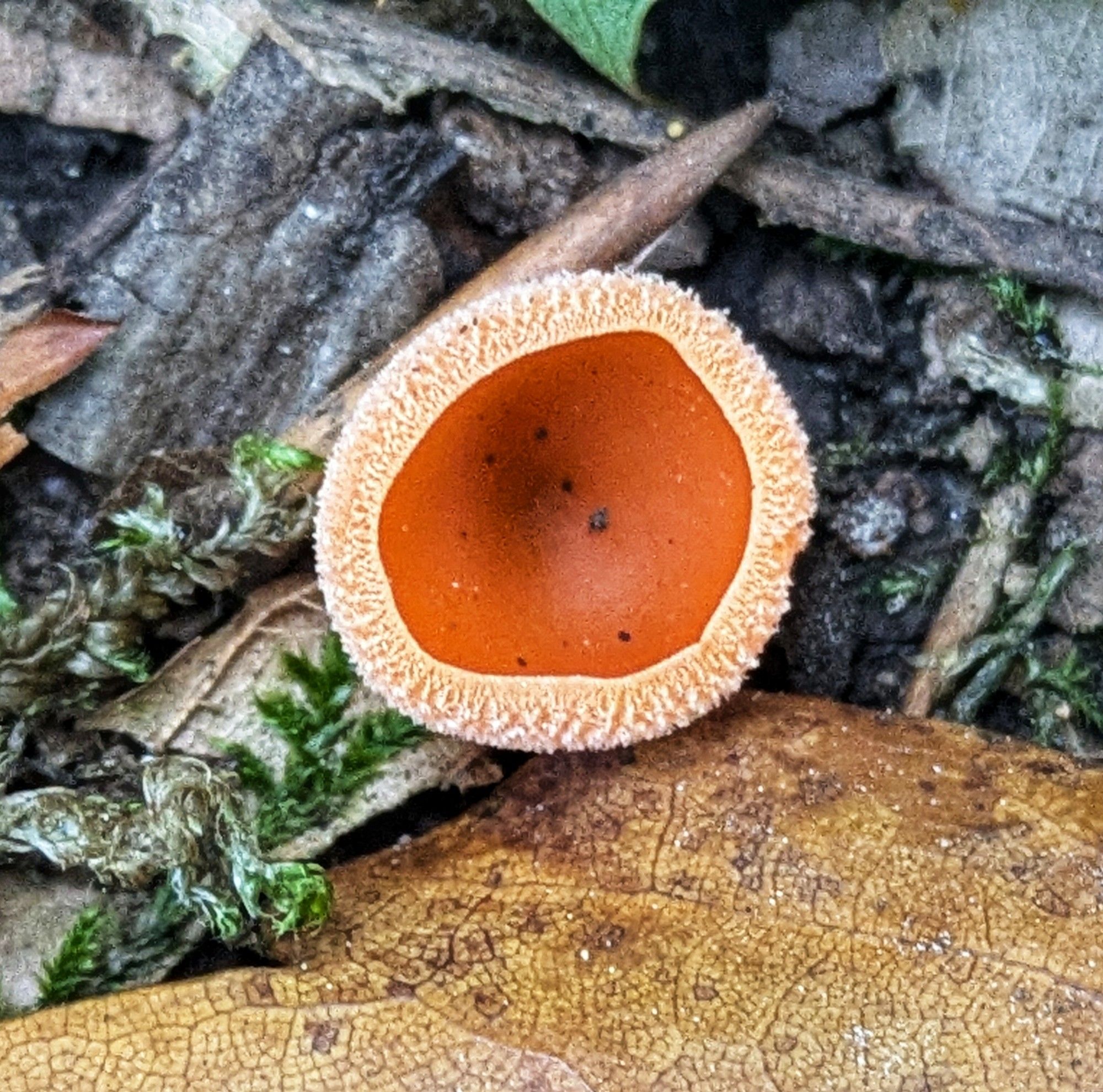 Becherling neben einem gelben Blatt, Moos und Totholz