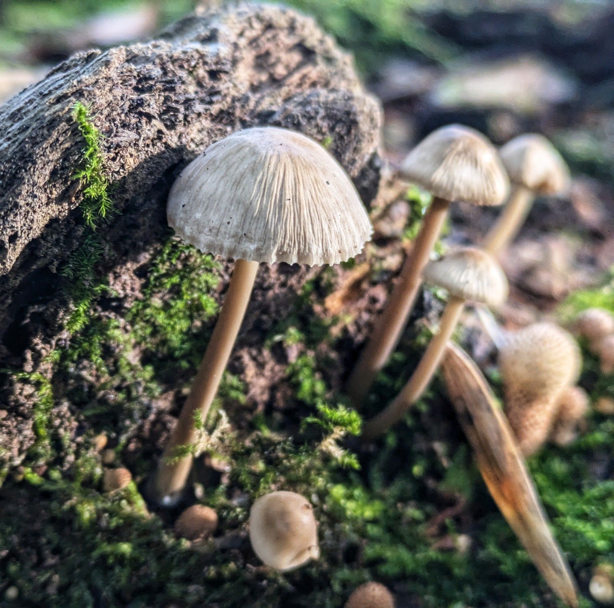 Eine Gruppe Helmlimge auf Totholz und Moos