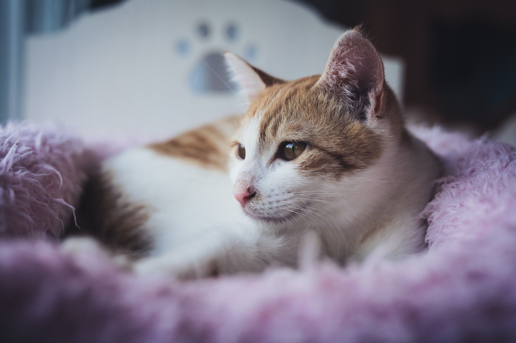 A brown and white cat resting on a fluffy cat bed.