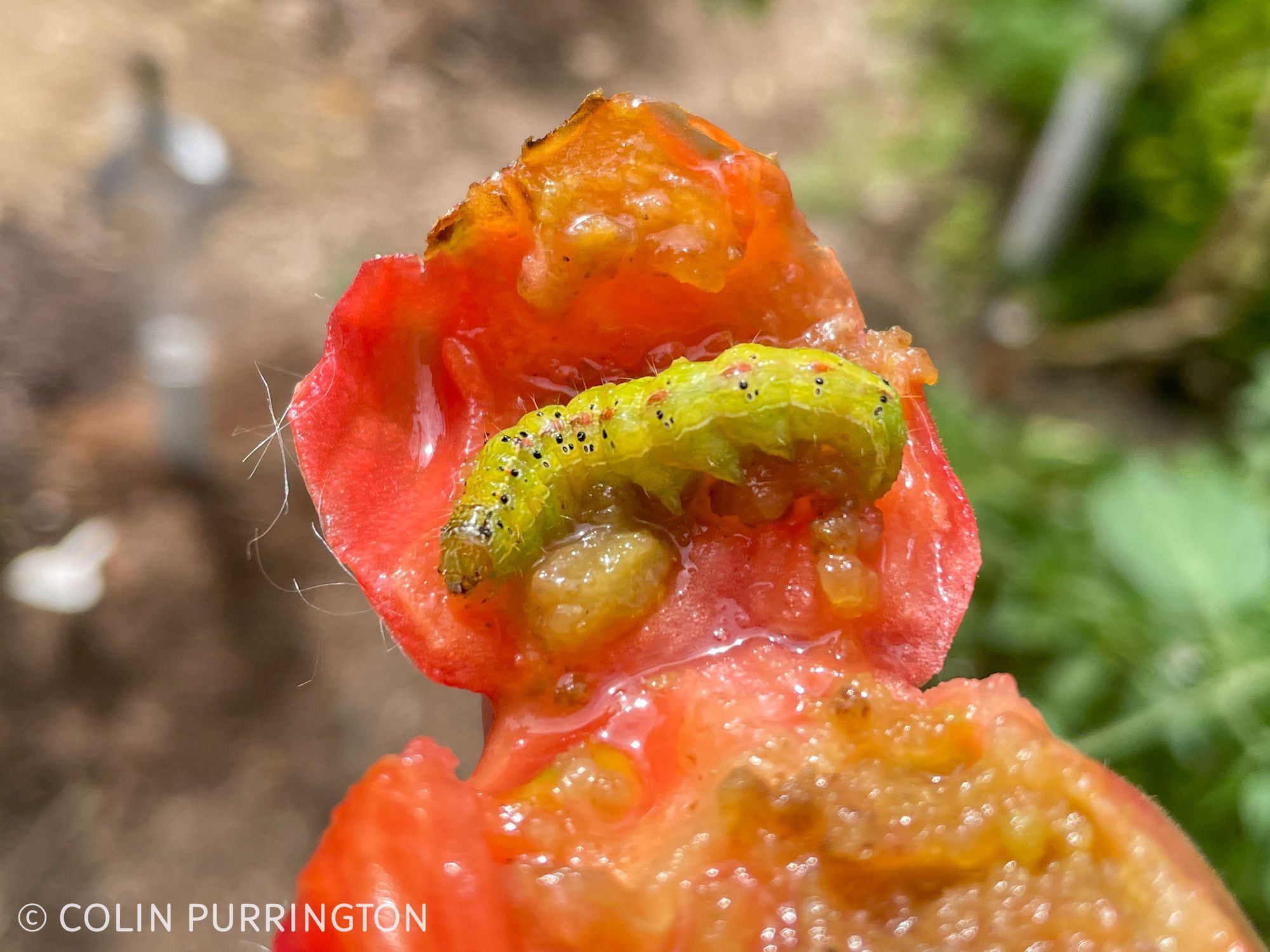 Photograph of a yellow-green caterpillar covered with a dozen or so black dots along sides.