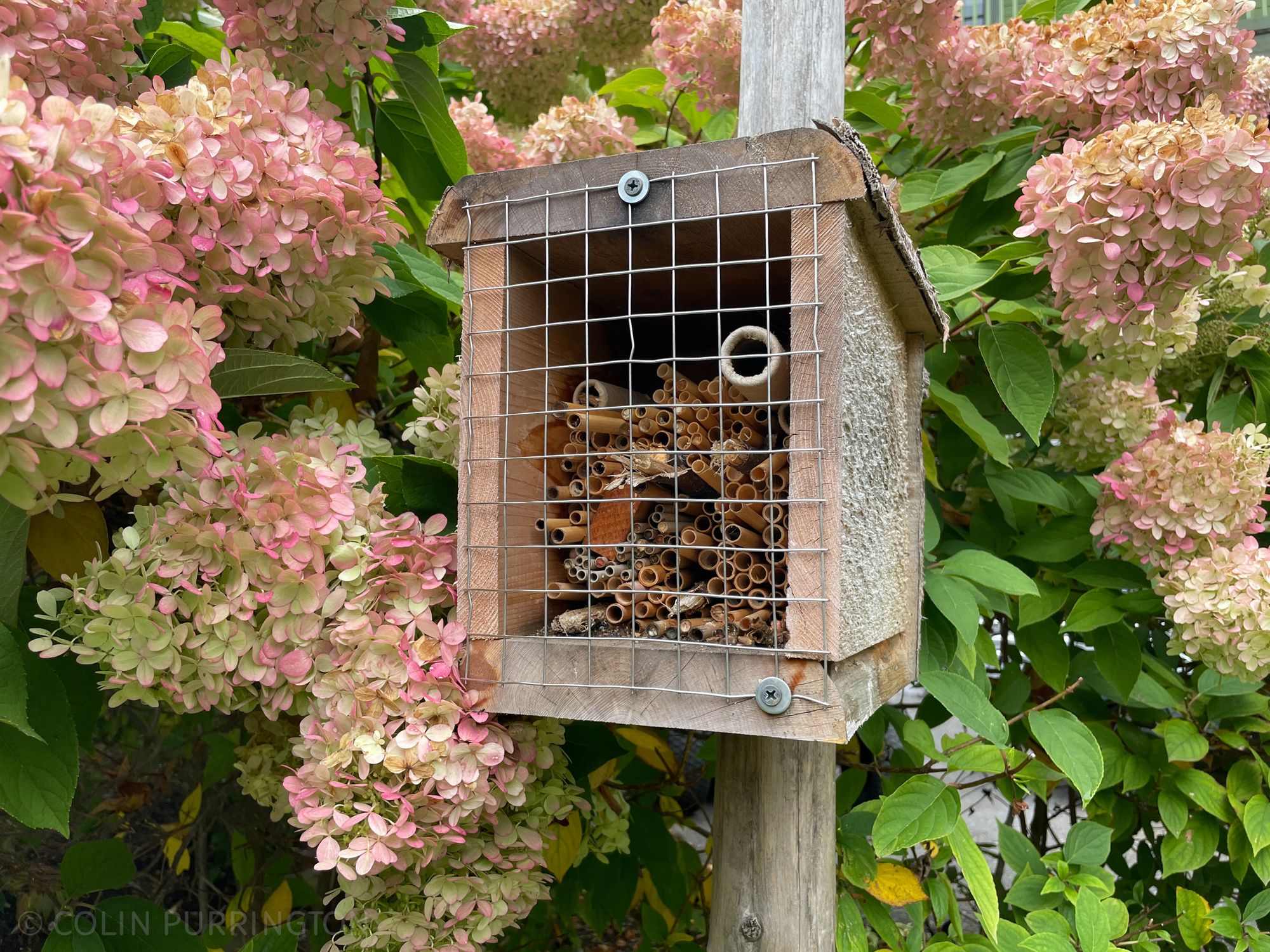 Photograph of a wooden box filled with stems and tubes of different diameters and protected from birds and squirrels by a wire screening.