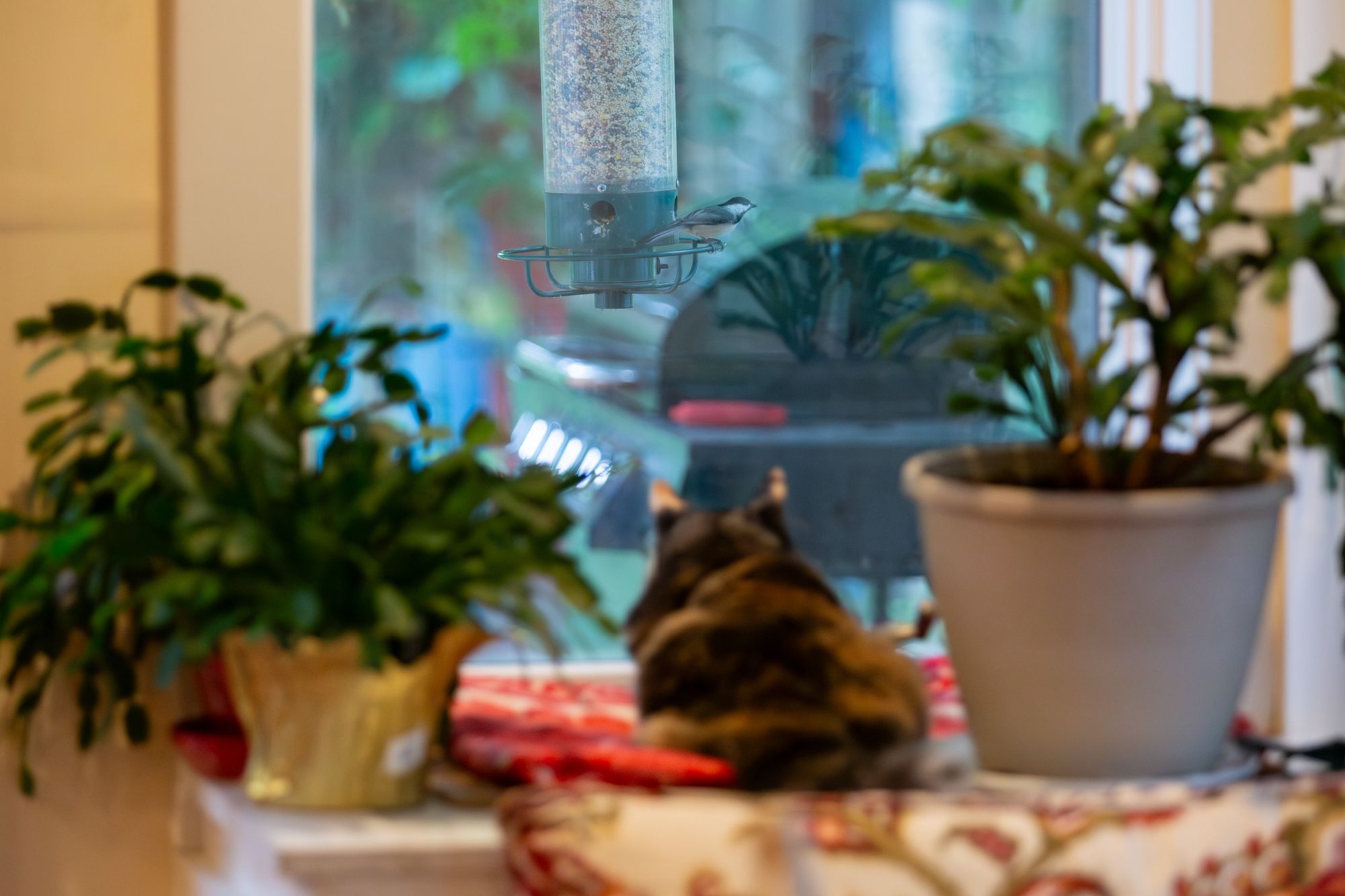 Photograph of a cat looking longingly out a window at a bird at a bird feeder.