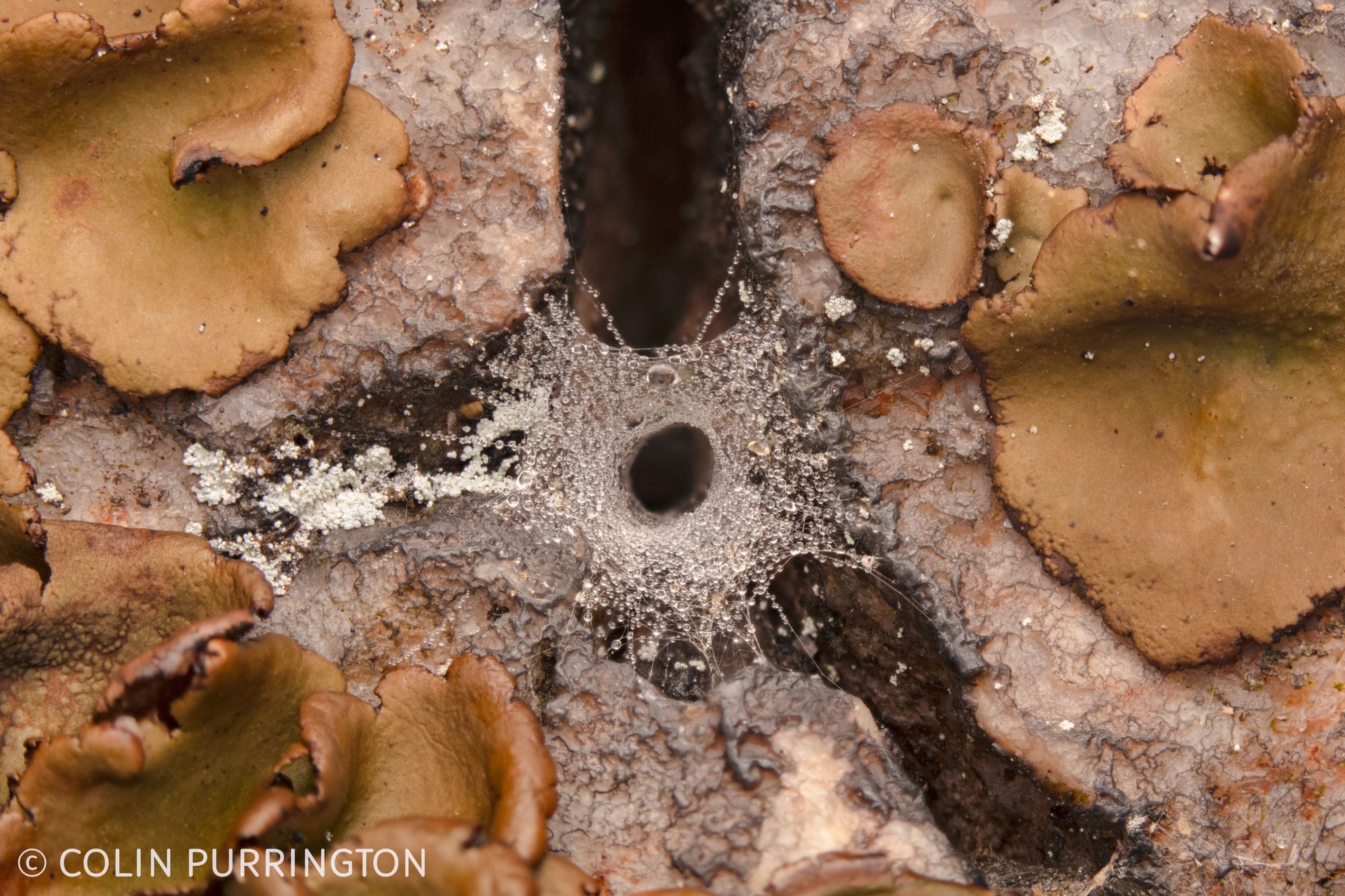 Photograph of a dew-covered silk tunnel in a rock crevice surrounded by smooth, leaf-like brown lichens.