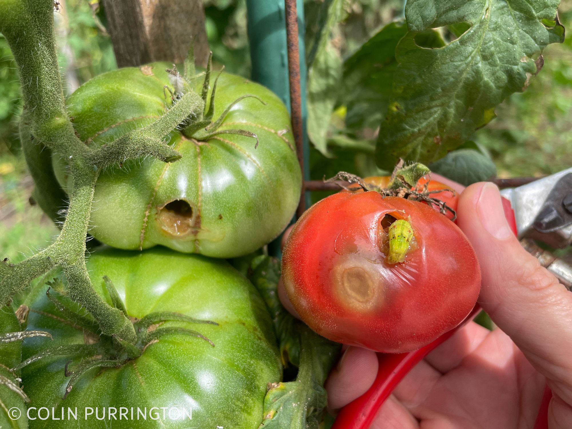 Photograph of the rear end of a yellow-green caterpillar protruding from a hole in a red tomato.