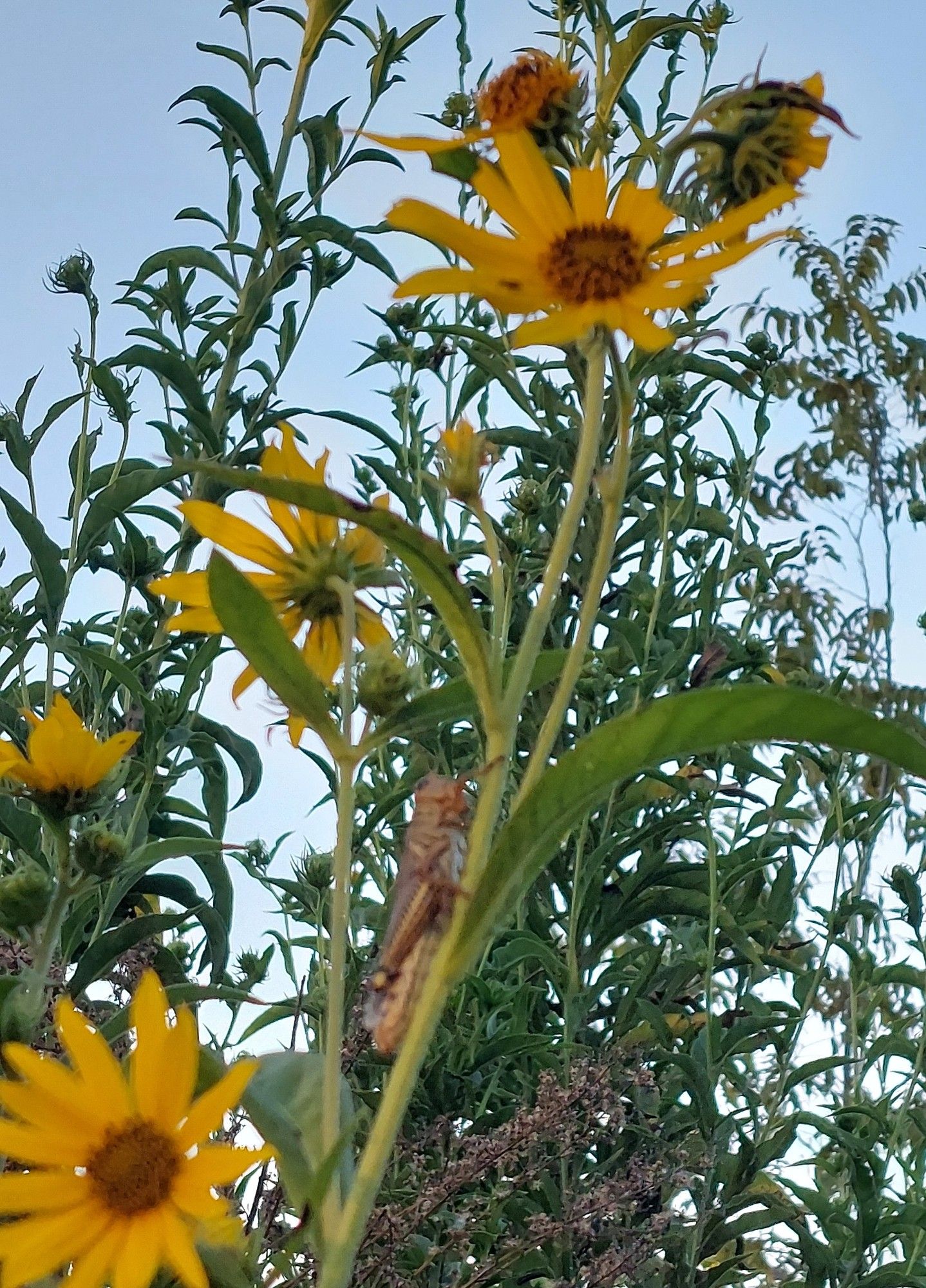 A grasshopper hanging out on a sunflower plant.  #SundayYellow