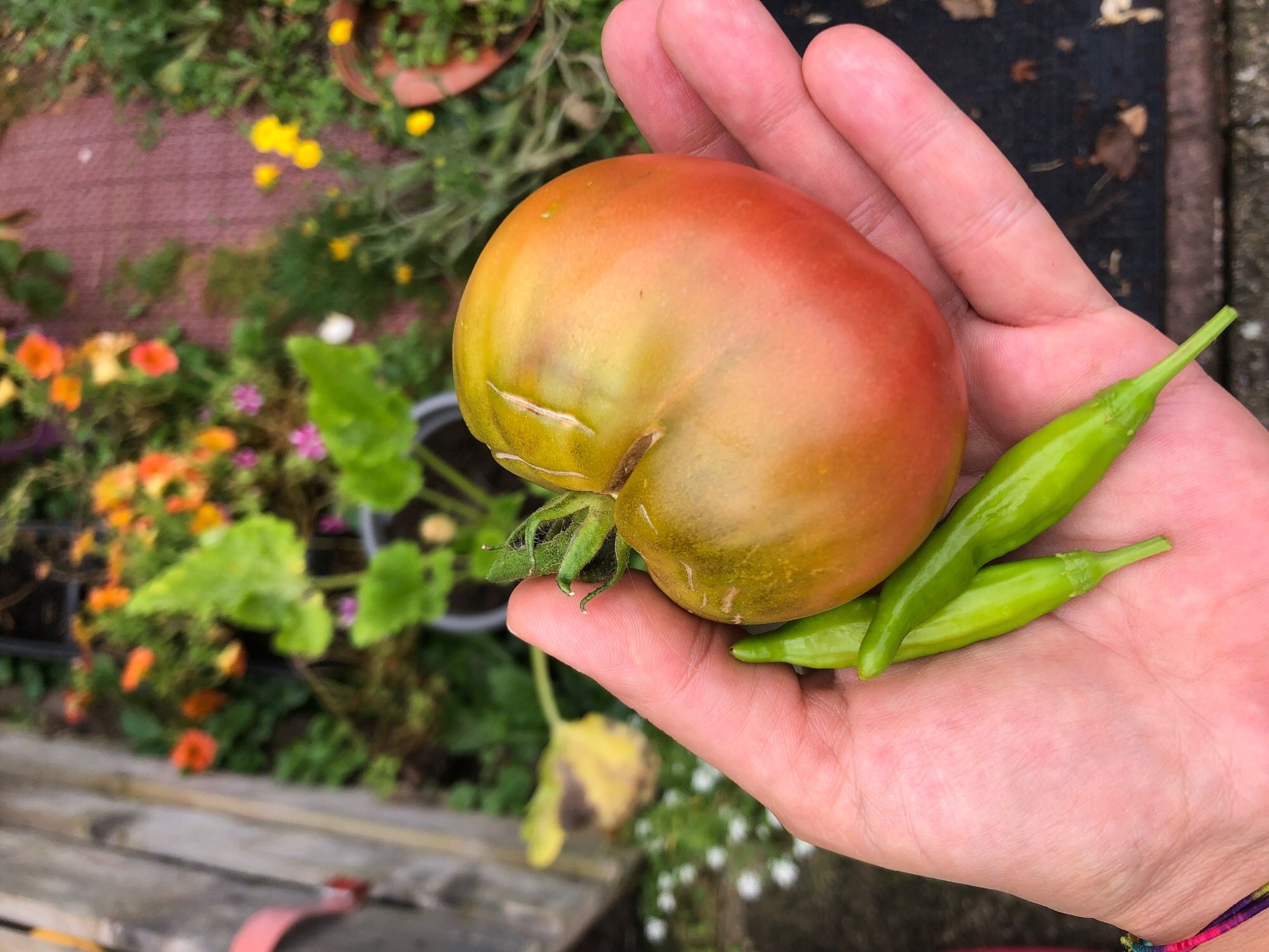 In meiner Hand eine Tomate die oben etwas grünlich ist, ist aber reif. Grüne Zitronen chili.