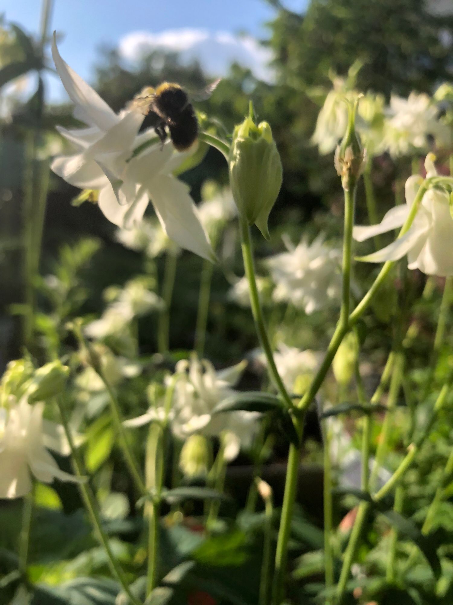 Eine kleine Hummel fliegt auf einer weißen Akelei