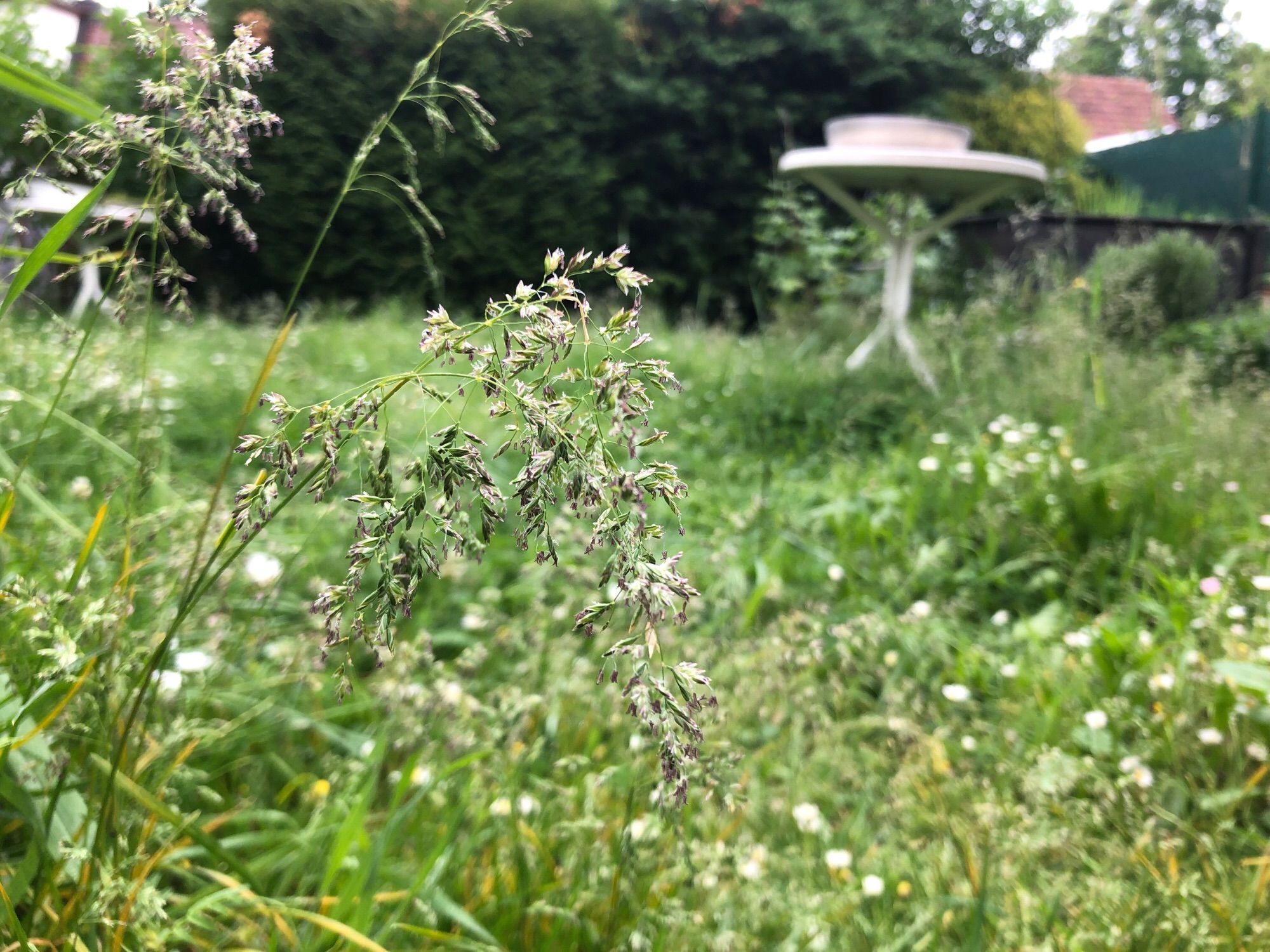 Foto meiner Wiese. Grün, saftig mit Gänseblümchen und verschiedenen Gräsern.