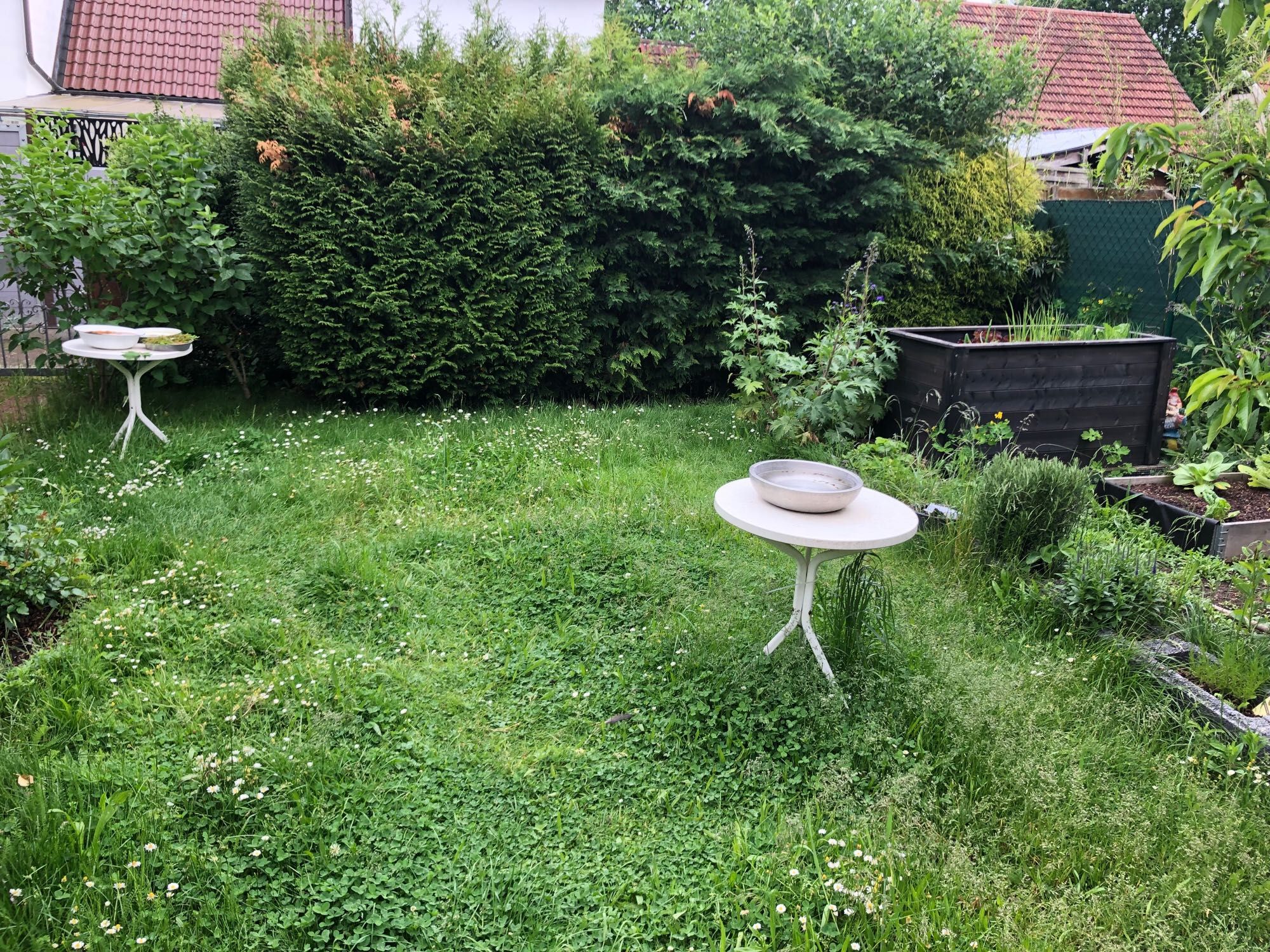 Blick in den Garten. Eine Hecke im Hintergrund, links ne Wasserstelle mit Moostränke, rechts ein Hochbeet mit verschiedenen Zwiebeln und Salat. Links daneben ein riesiger Rittersporn. 

Mittig ein Tisch mit Taubenbadestelle