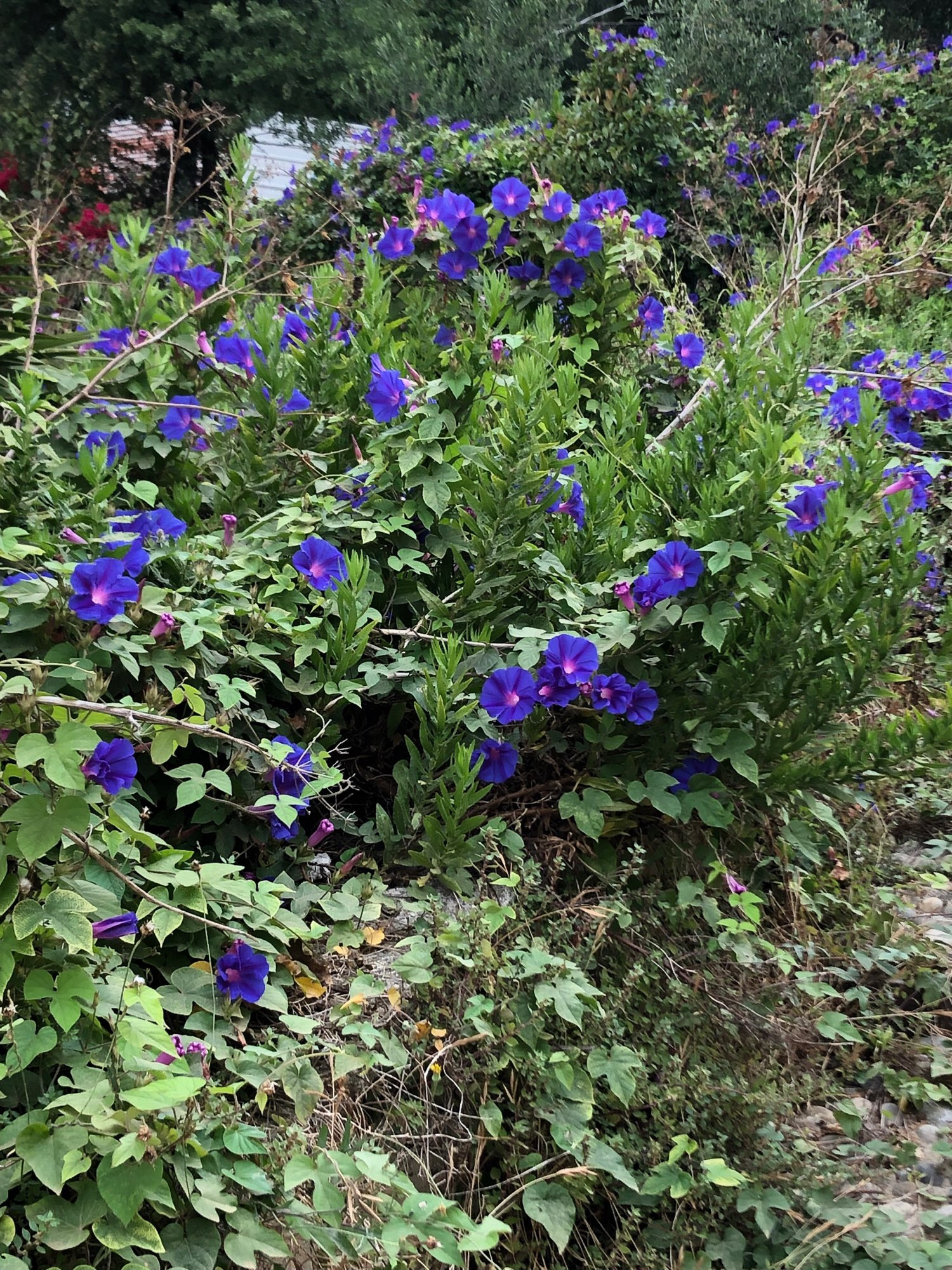 Eine wilde Blumenwiese mitten in einer Stadt in Italien. Wildkräuter und viele viele lila Blumen. Da war alles voller Bienen und Hummeln.