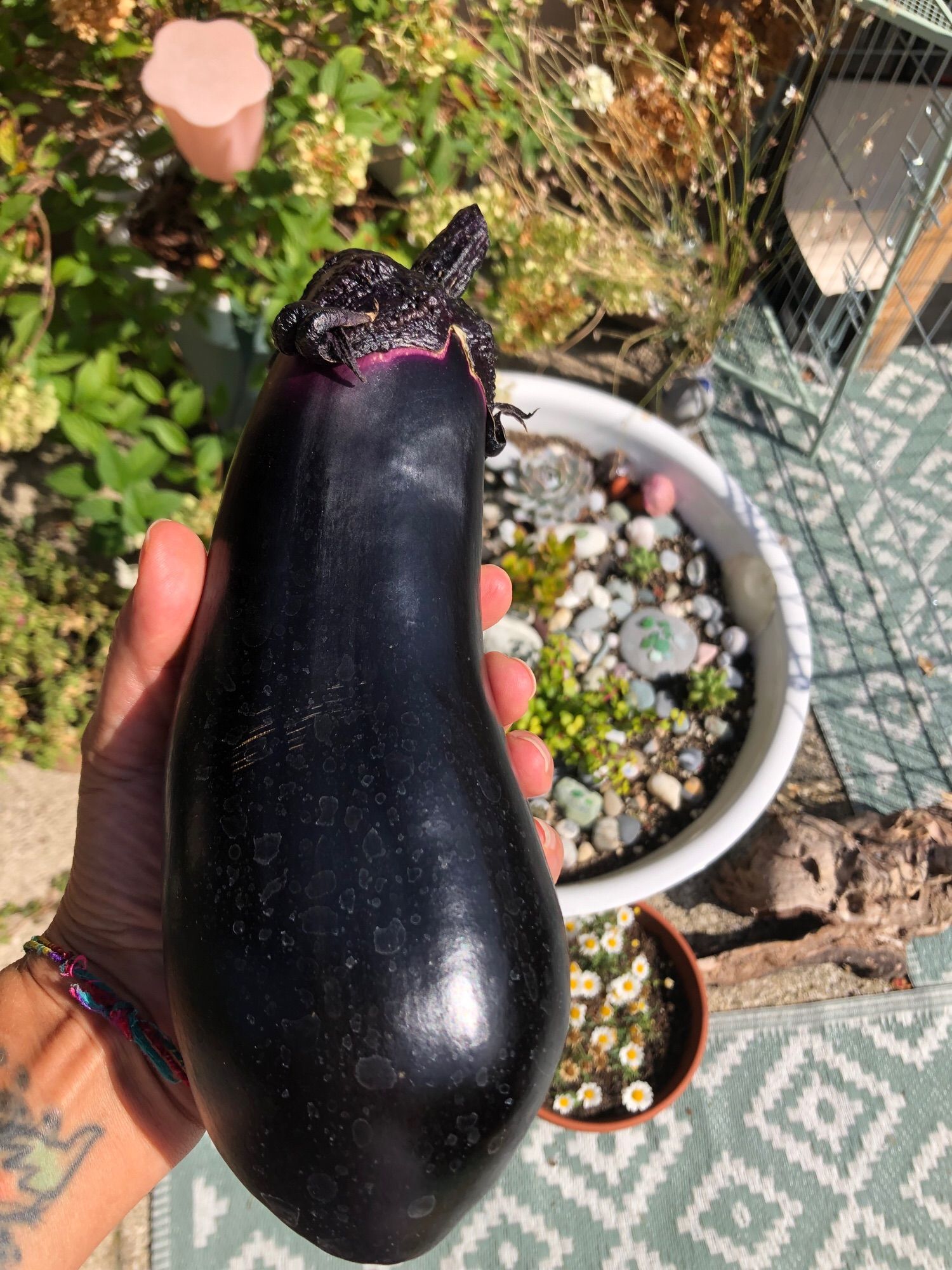 Ich halte eine große Aubergine in der Hand. Steh auf der Terrasse. Im Hintergrund steht auf dem Boden eine Schale mit Margeriten und eine große mit Steinen und Sukkulenten aus Italien.