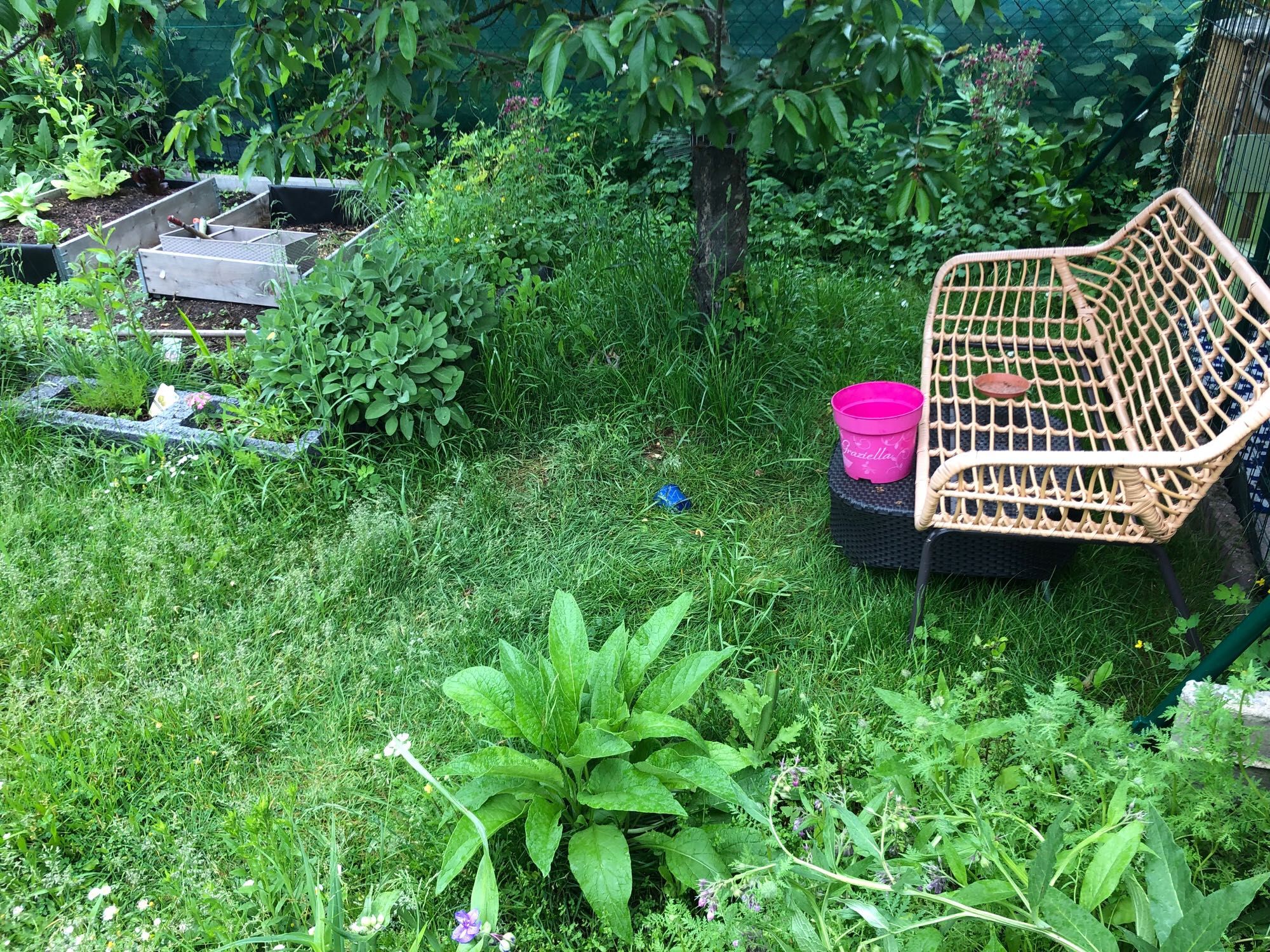 Hinten Erdbeersträucher Kräuter. Hohe Wiese mit einer Bank vor einem Katzenfreigehege. Im Vordergrund viele verschiedene Sommerpflanzen, die noch nicht blühen.