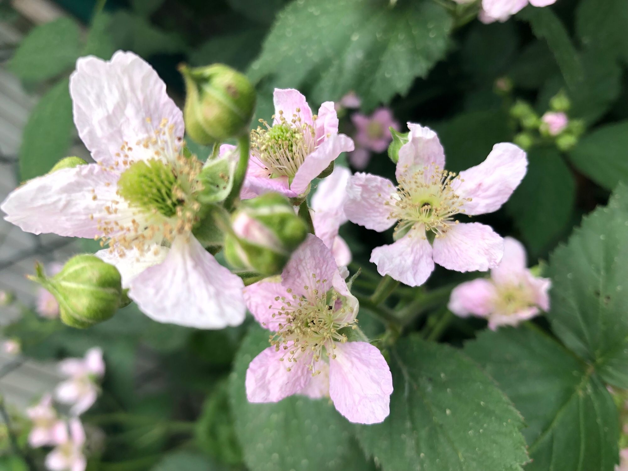 Brombeerblüten in rosa. Nahaufnahme