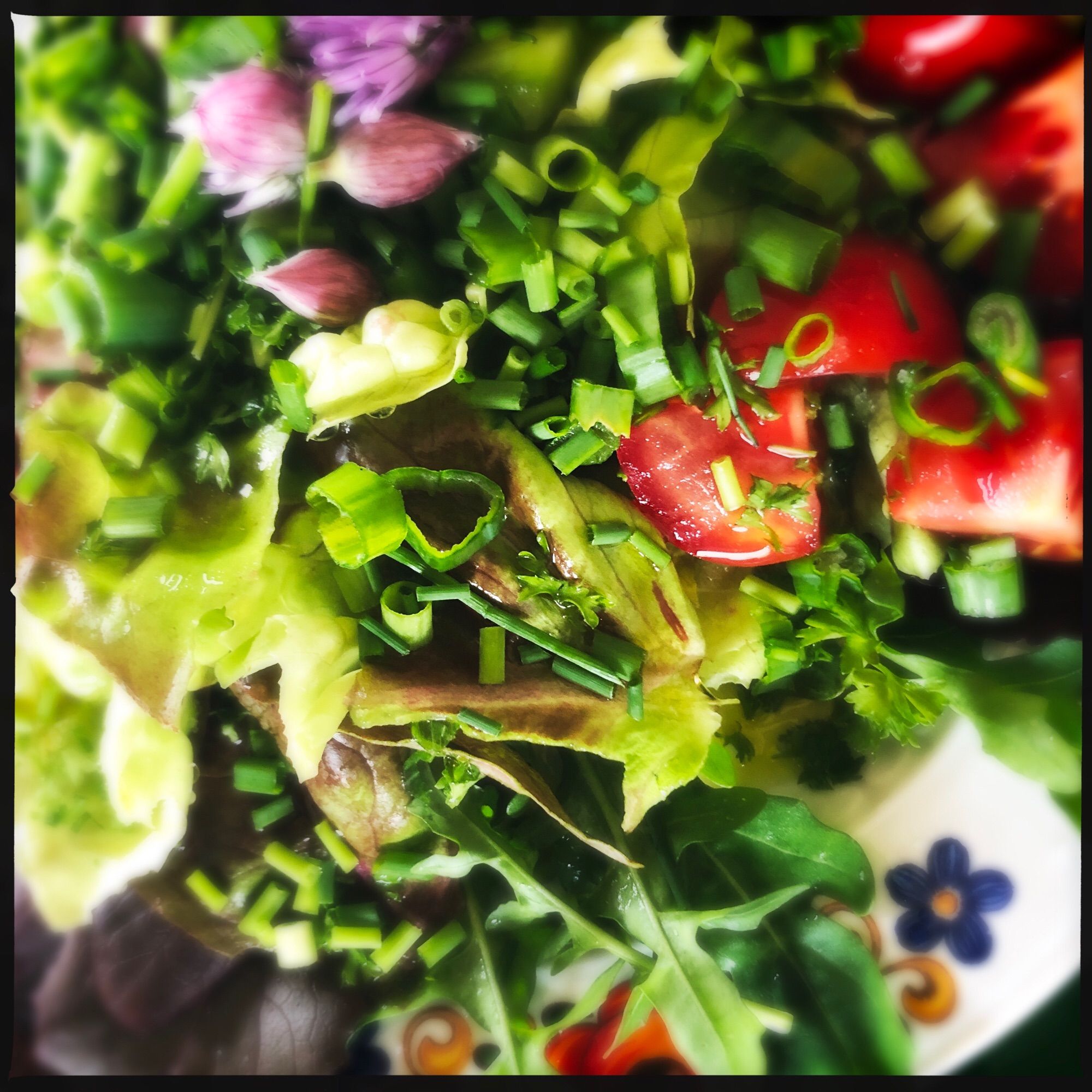 Hier der frisch geerntete Eichblattsalat mit Tomate Kräutern Schnittlauch. 

Ein paar Blätter Rucola und roter Feldsalat